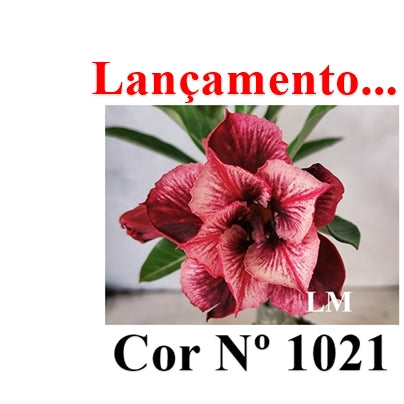 ENXERTO 12721 – 25cm (cor LM 1021)