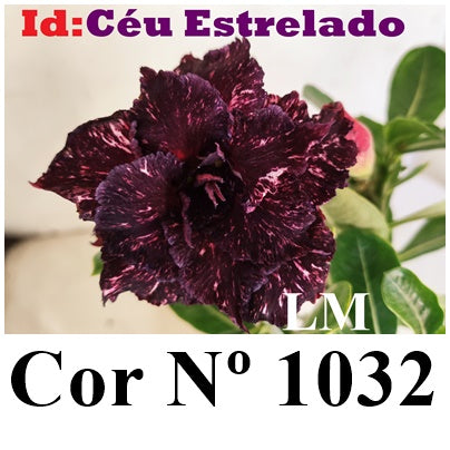 ENXERTO 12853 – 25cm (cor LM 1032)