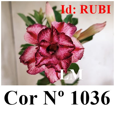 ENXERTO 12851 – 30cm (cor LM 1036)
