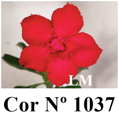 ENXERTO 12854 – 30cm (cor LM 1037)