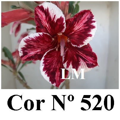 ENXERTO 12676 – 20cm (cor LM 520)