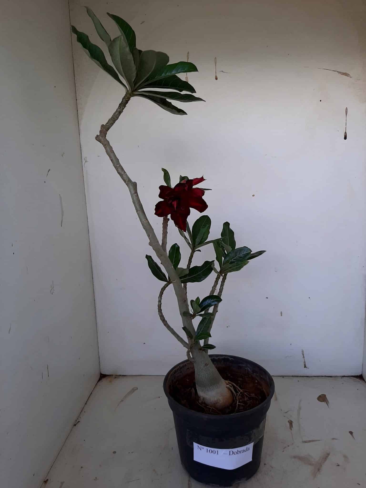 Planta Dobrada 1001 – 40cm – 03 anos
