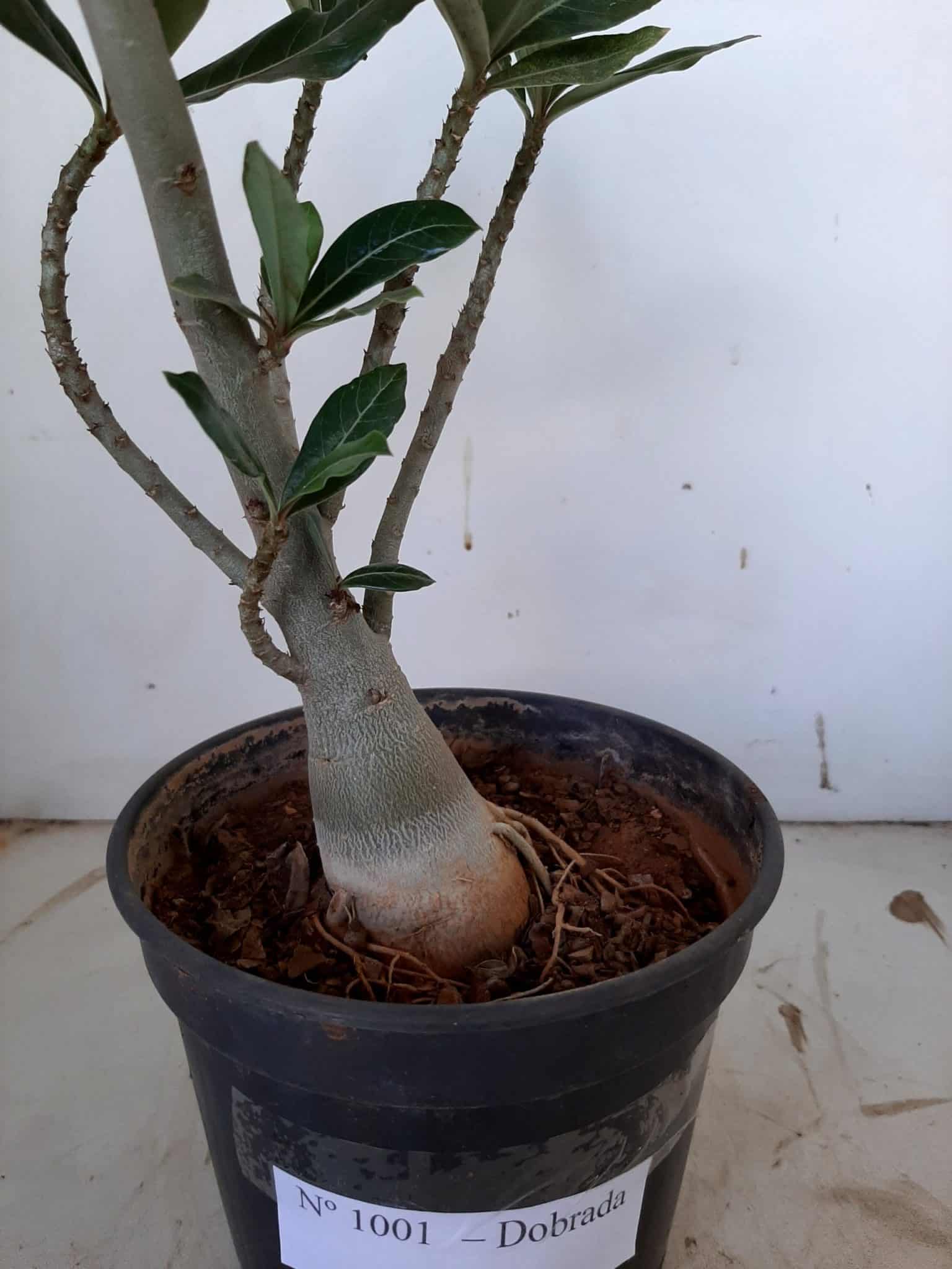 Planta Dobrada 1001 – 40cm – 03 anos