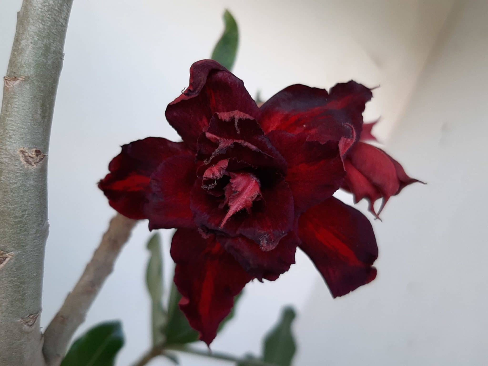 Planta Dobrada 1001 – 40cm – 03 anos