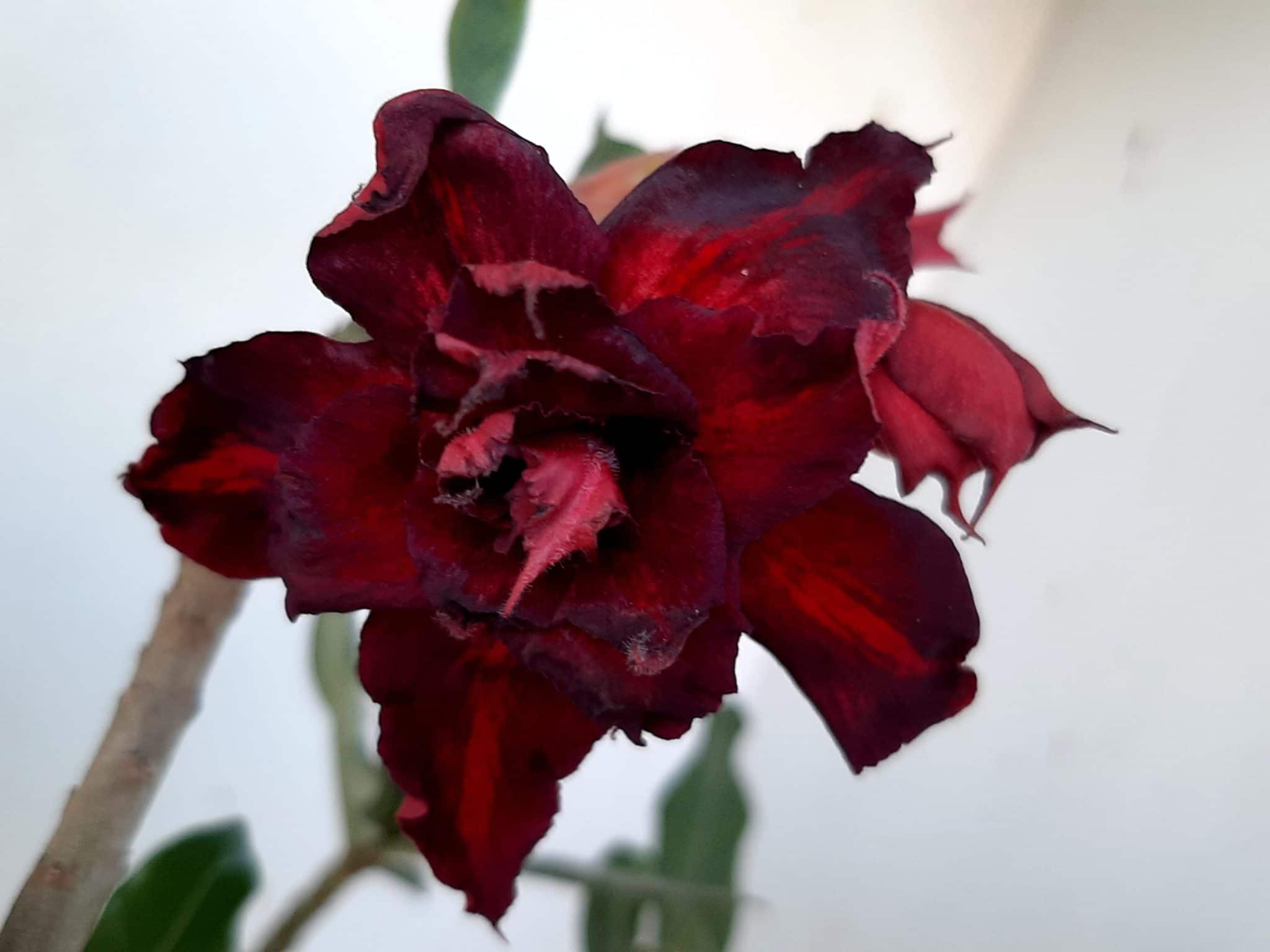 Planta Dobrada 1001 – 40cm – 03 anos
