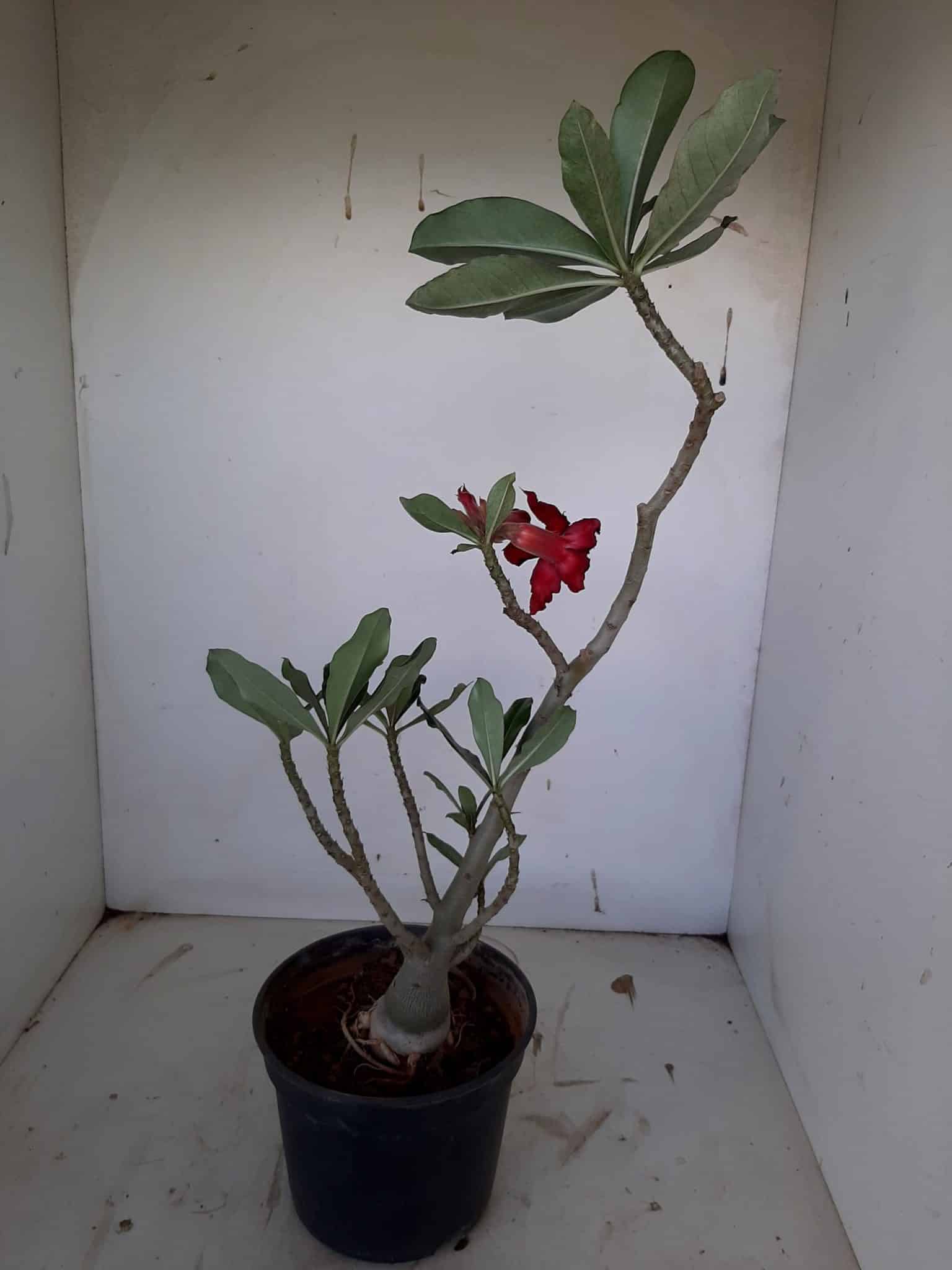 Planta Dobrada 1001 – 40cm – 03 anos