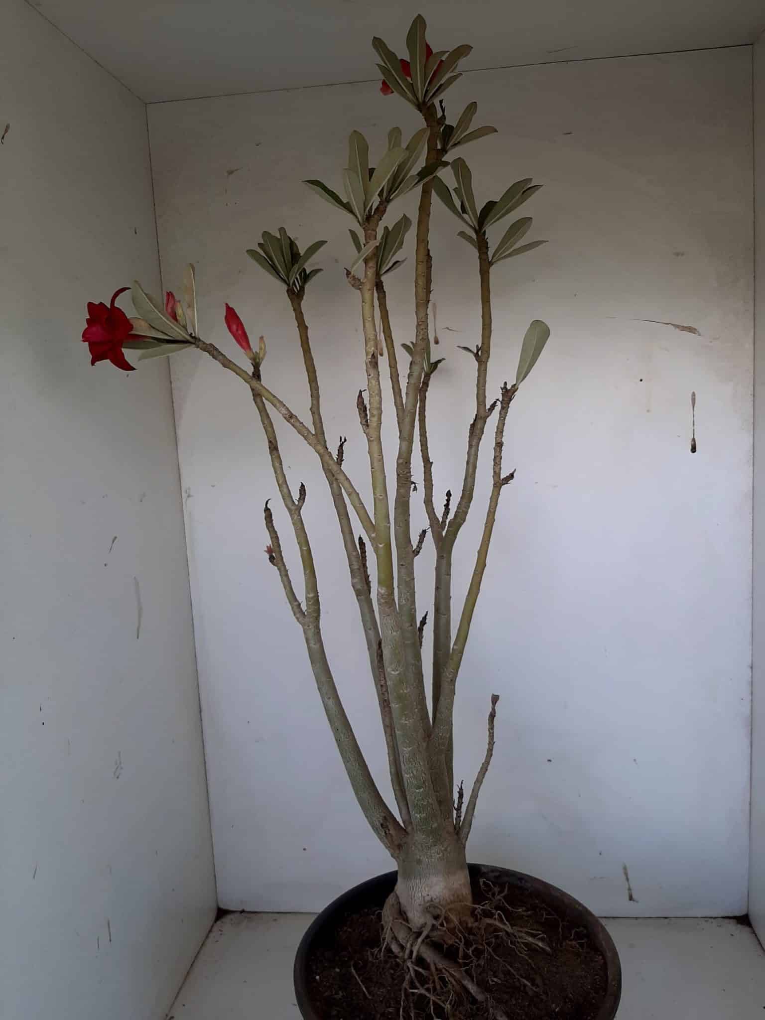 Planta Dobrada 1026 – 55cm – 04 anos