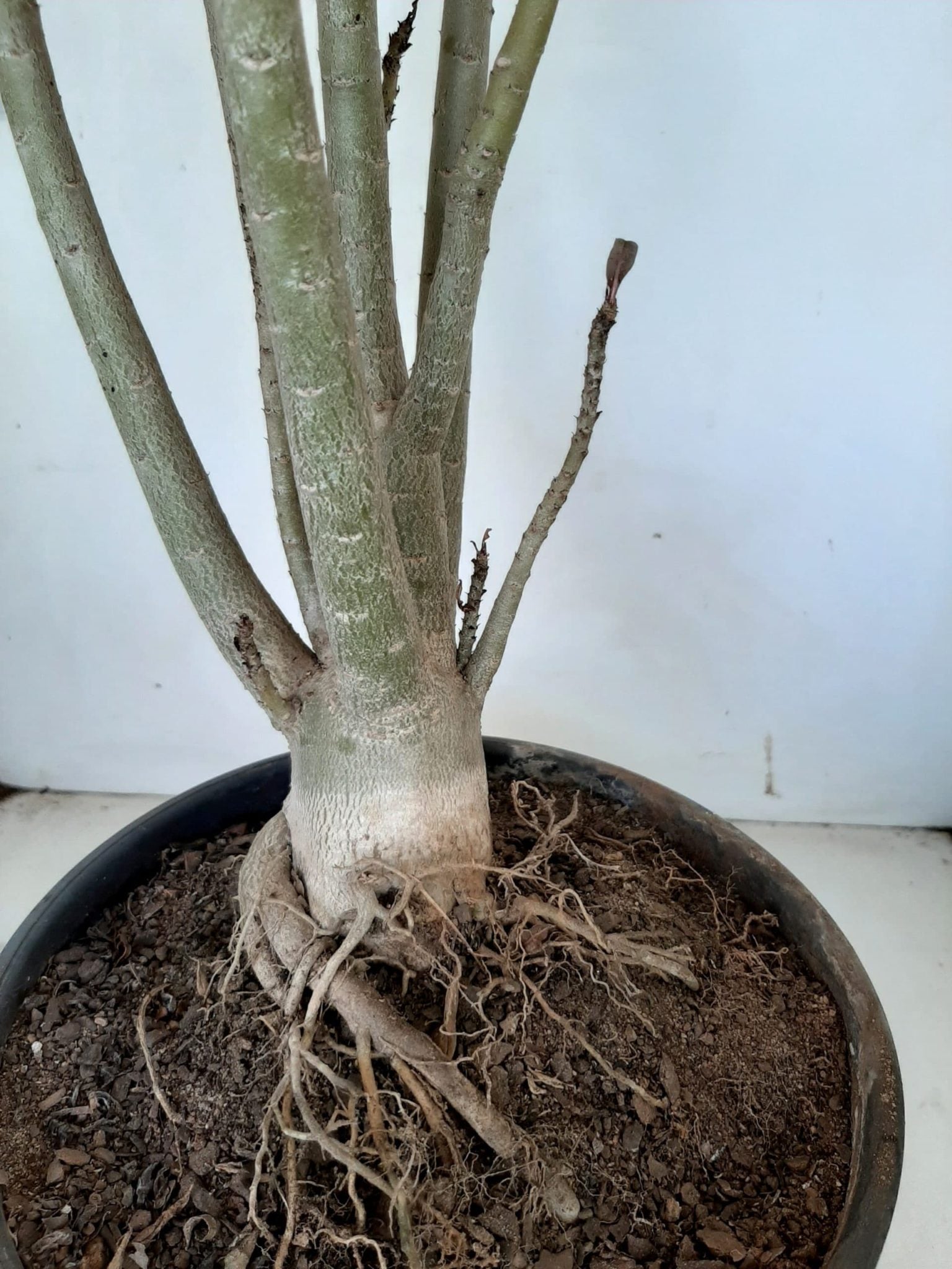 Planta Dobrada 1026 – 55cm – 04 anos