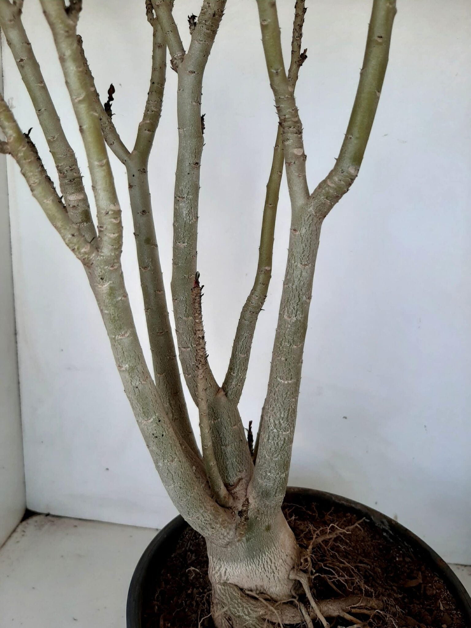 Planta Dobrada 1026 – 55cm – 04 anos
