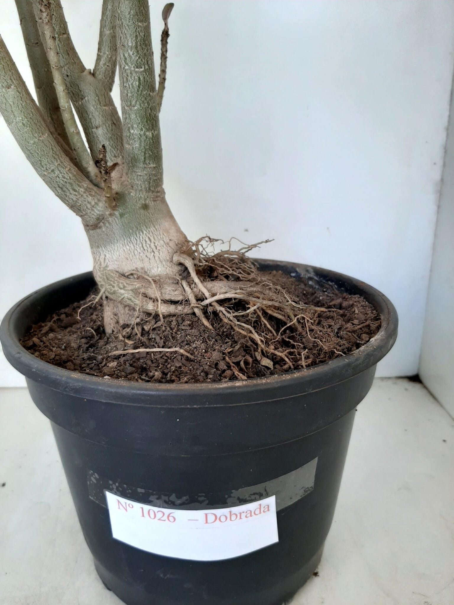 Planta Dobrada 1026 – 55cm – 04 anos