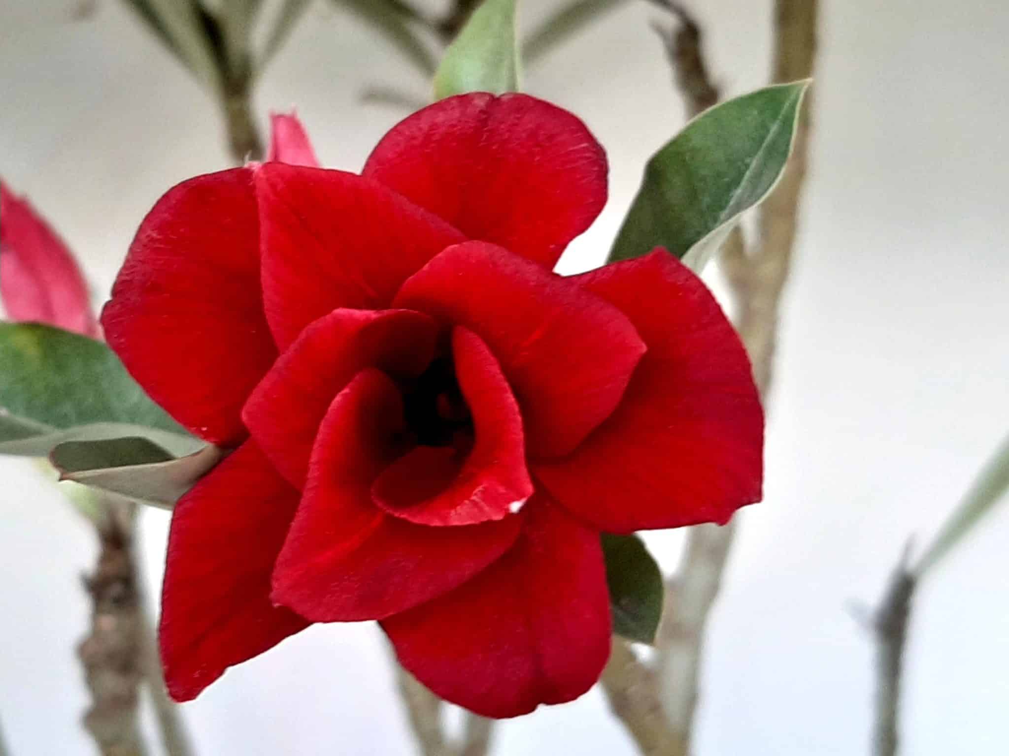 Planta Dobrada 1026 – 55cm – 04 anos