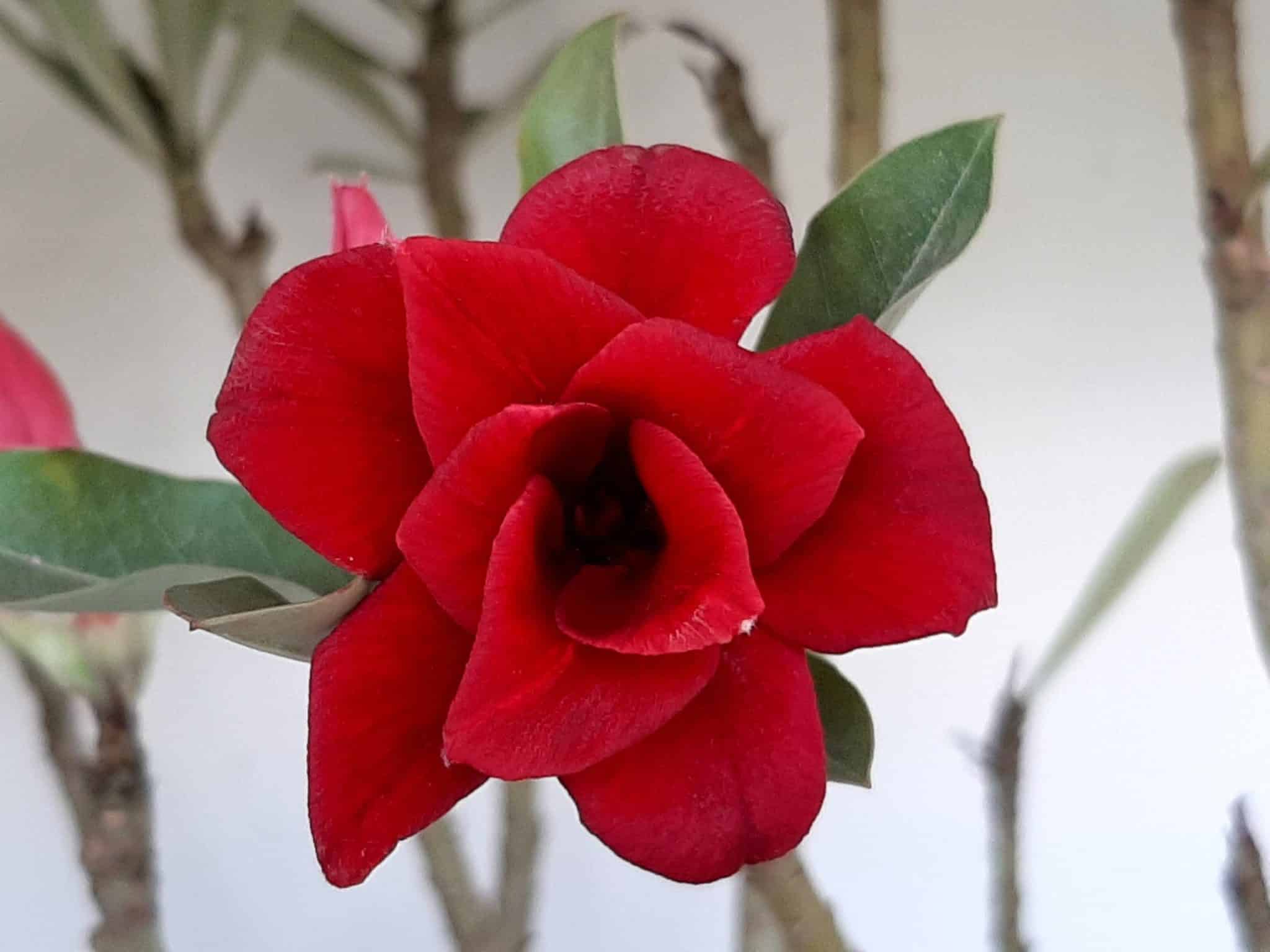 Planta Dobrada 1026 – 55cm – 04 anos