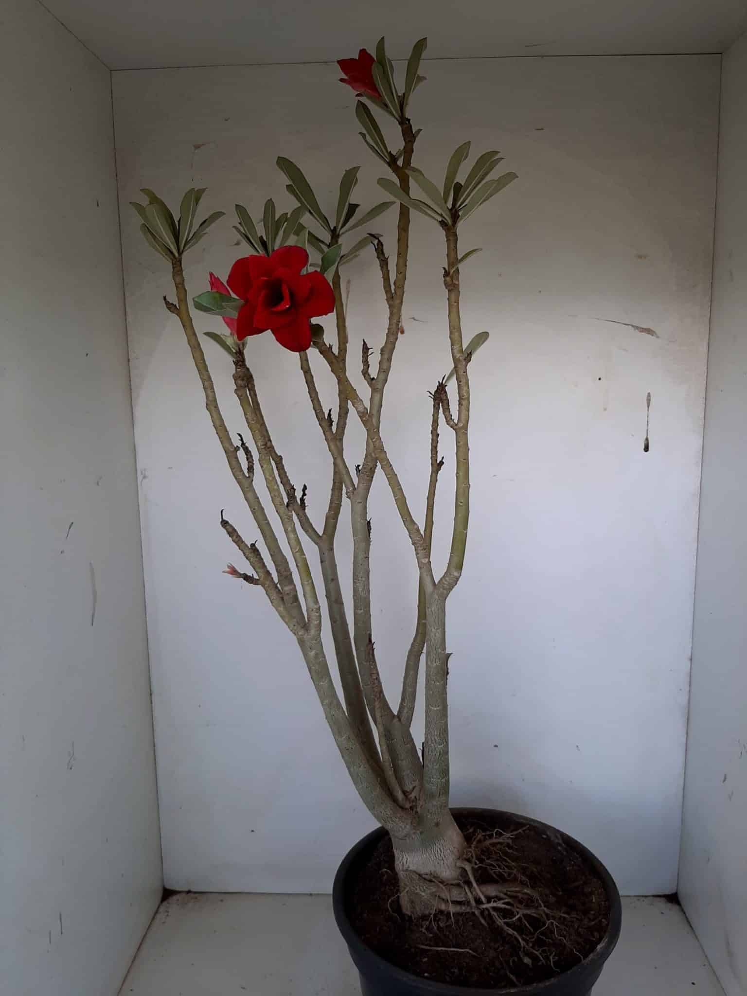 Planta Dobrada 1026 – 55cm – 04 anos