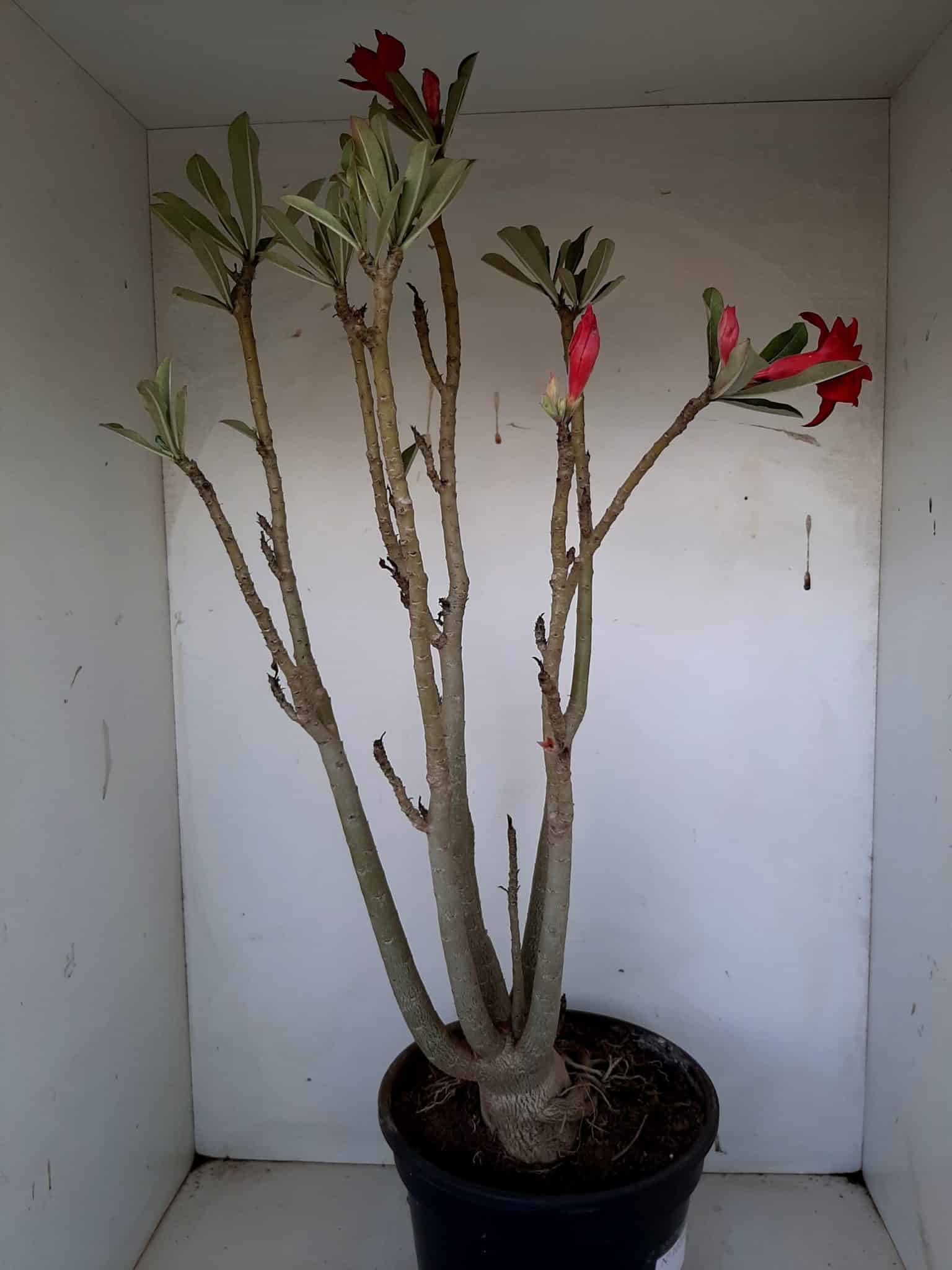 Planta Dobrada 1026 – 55cm – 04 anos