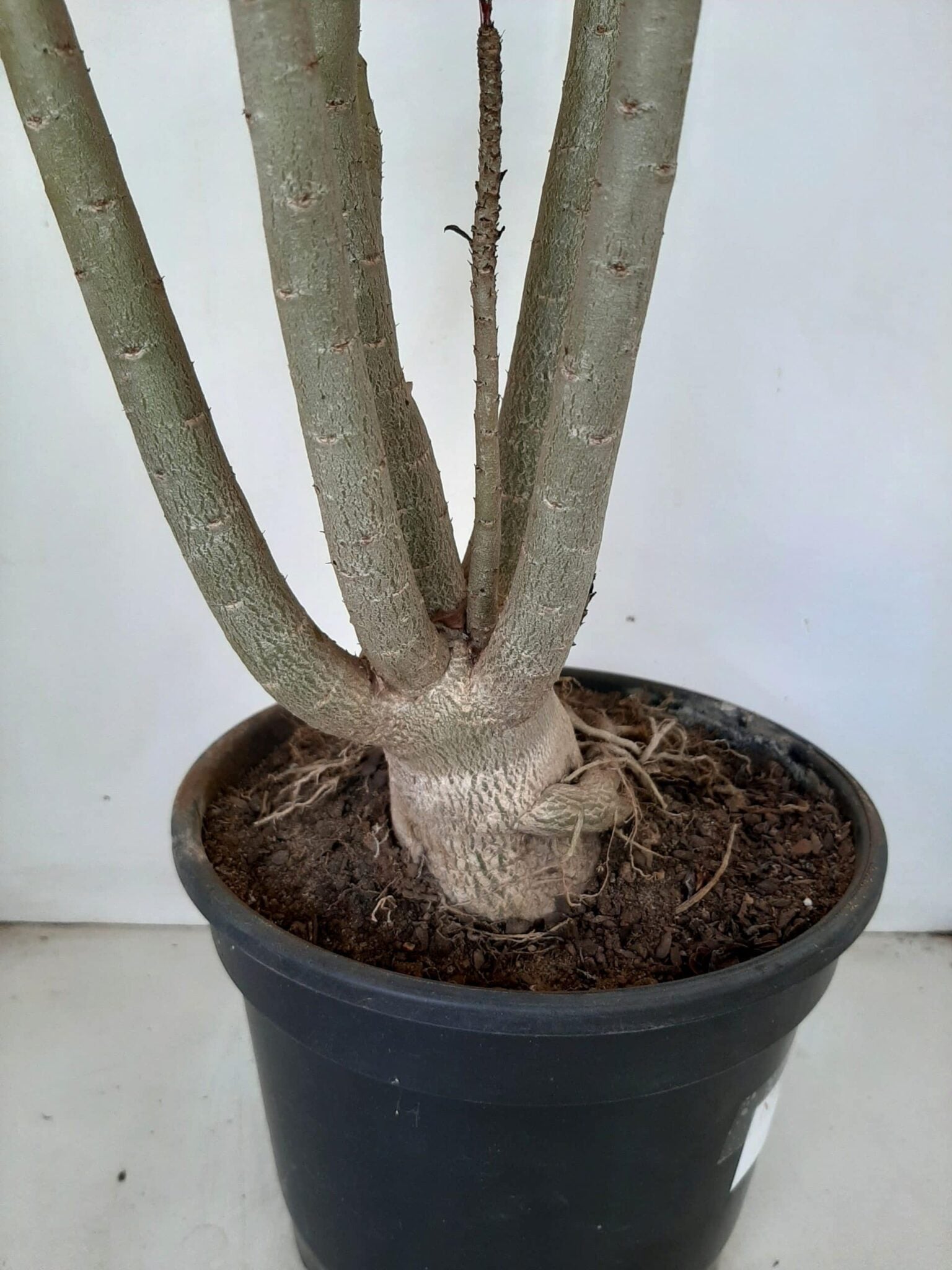 Planta Dobrada 1026 – 55cm – 04 anos