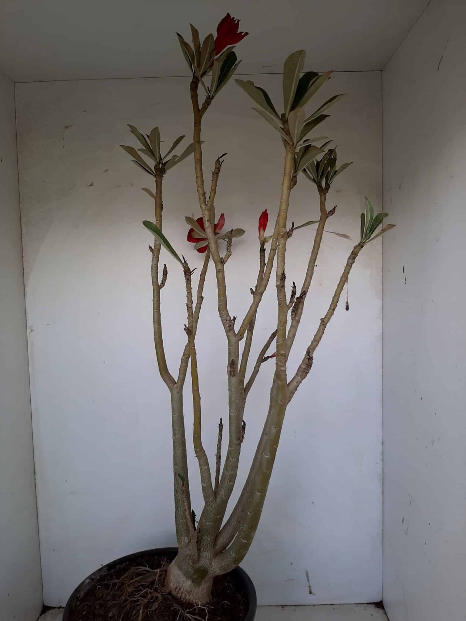 Planta Dobrada 1026 – 55cm – 04 anos