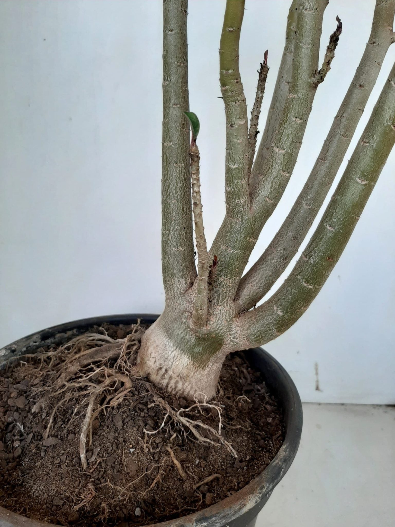 Planta Dobrada 1026 – 55cm – 04 anos