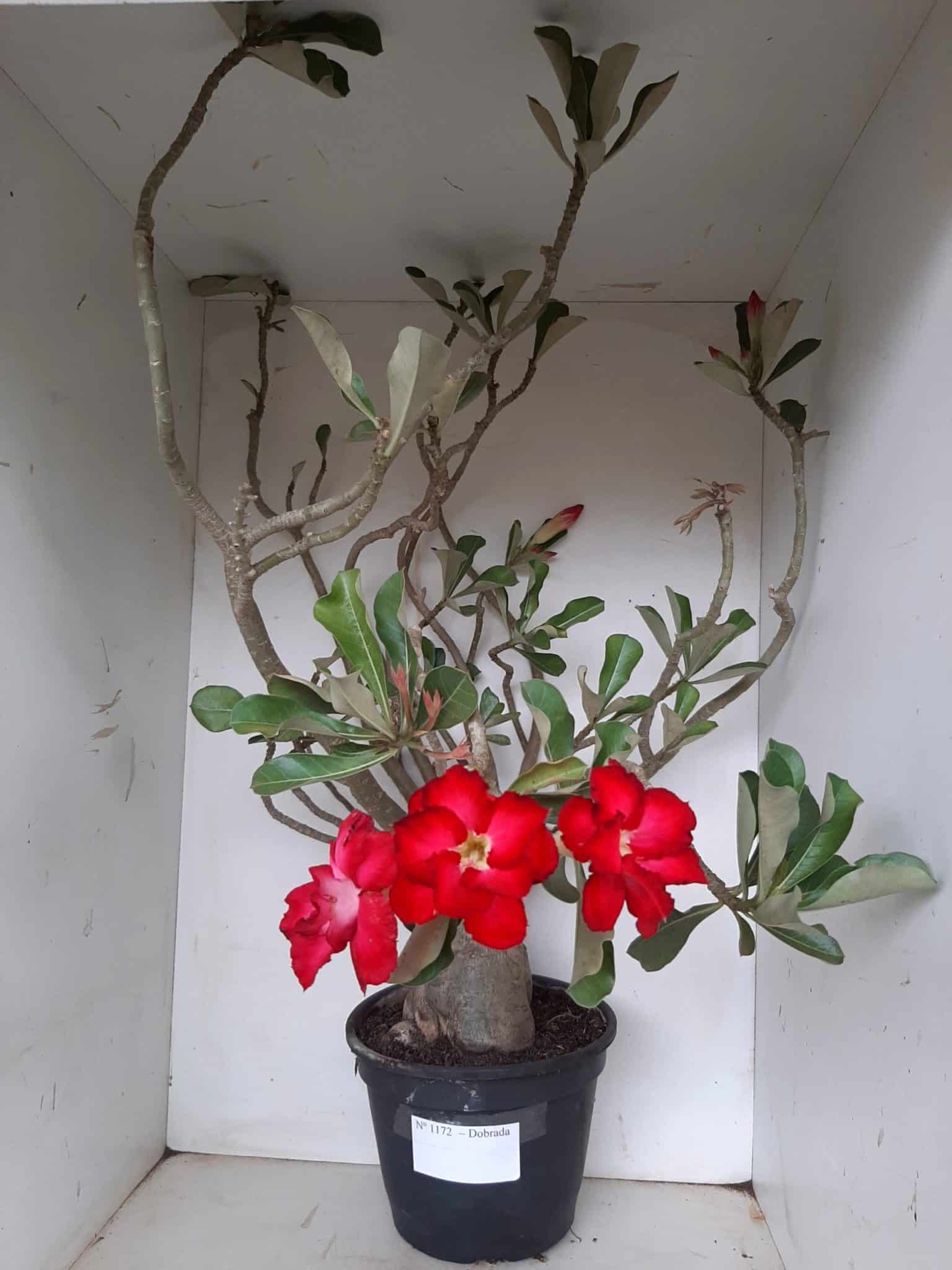 Planta Dobrada 1172 – 70cm – 06 anos