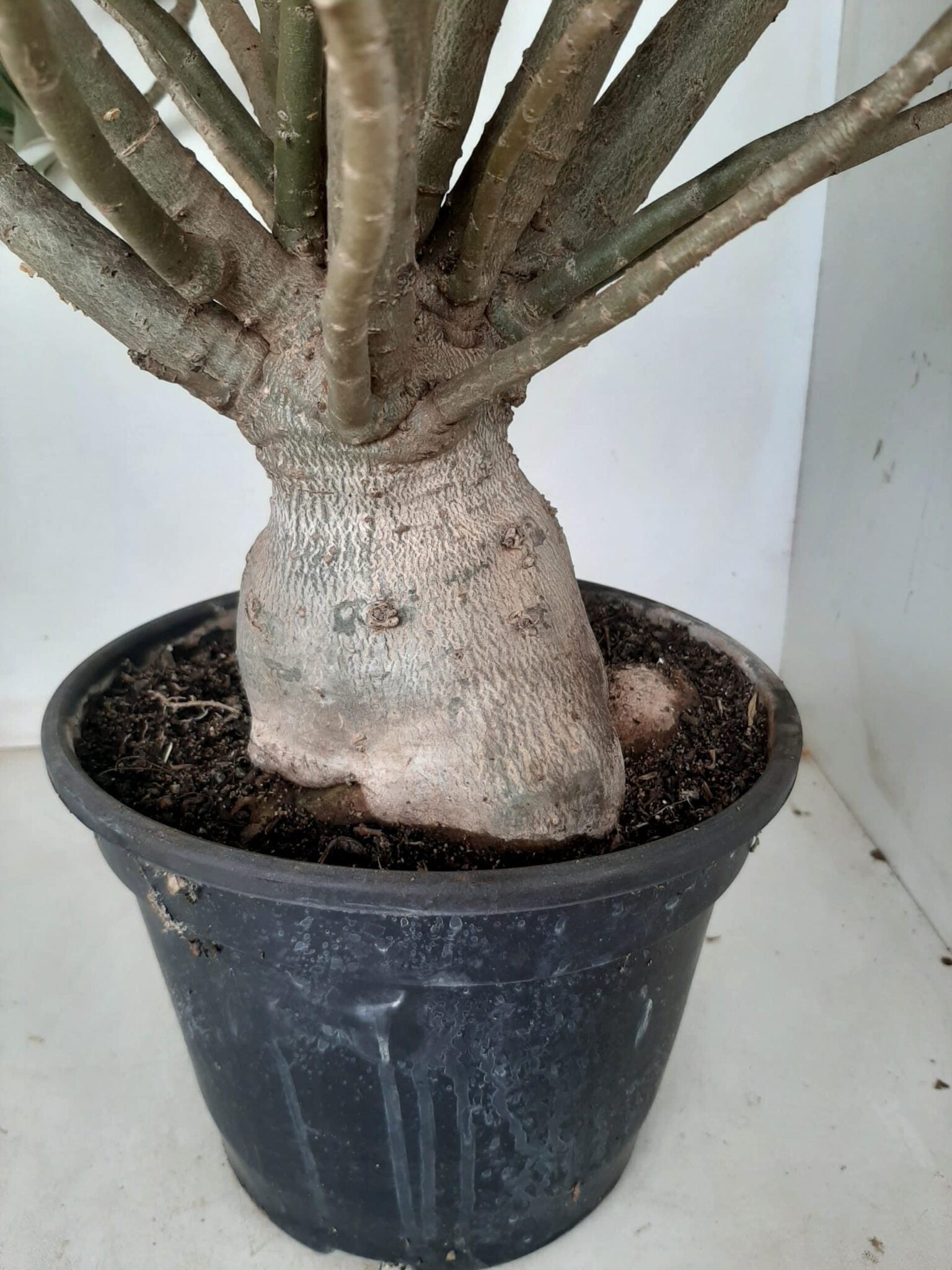 Planta Dobrada 1172 – 70cm – 06 anos