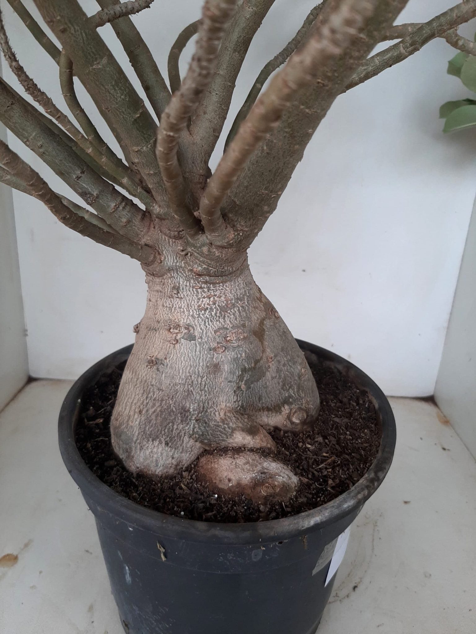 Planta Dobrada 1172 – 70cm – 06 anos