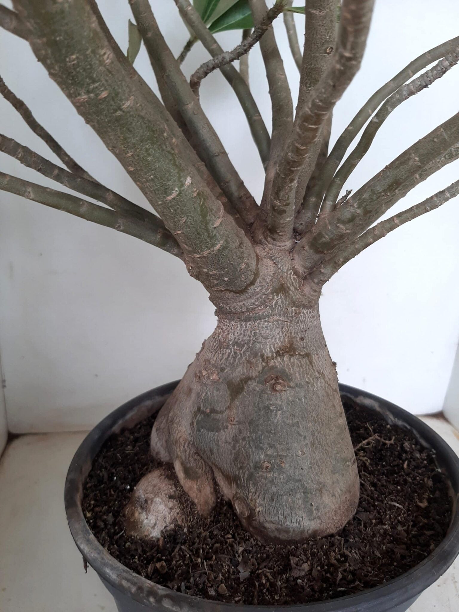 Planta Dobrada 1172 – 70cm – 06 anos