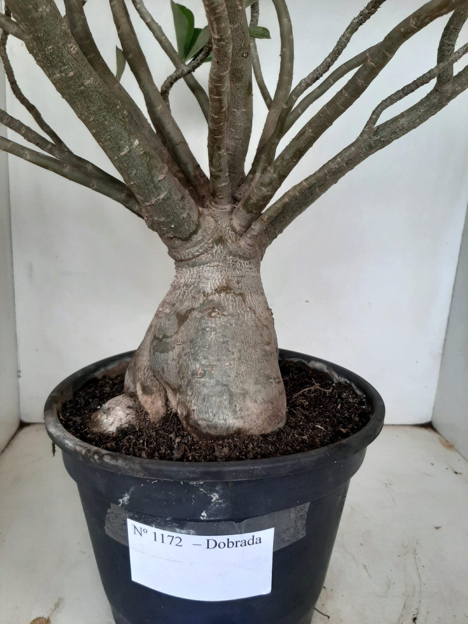 Planta Dobrada 1172 – 70cm – 06 anos