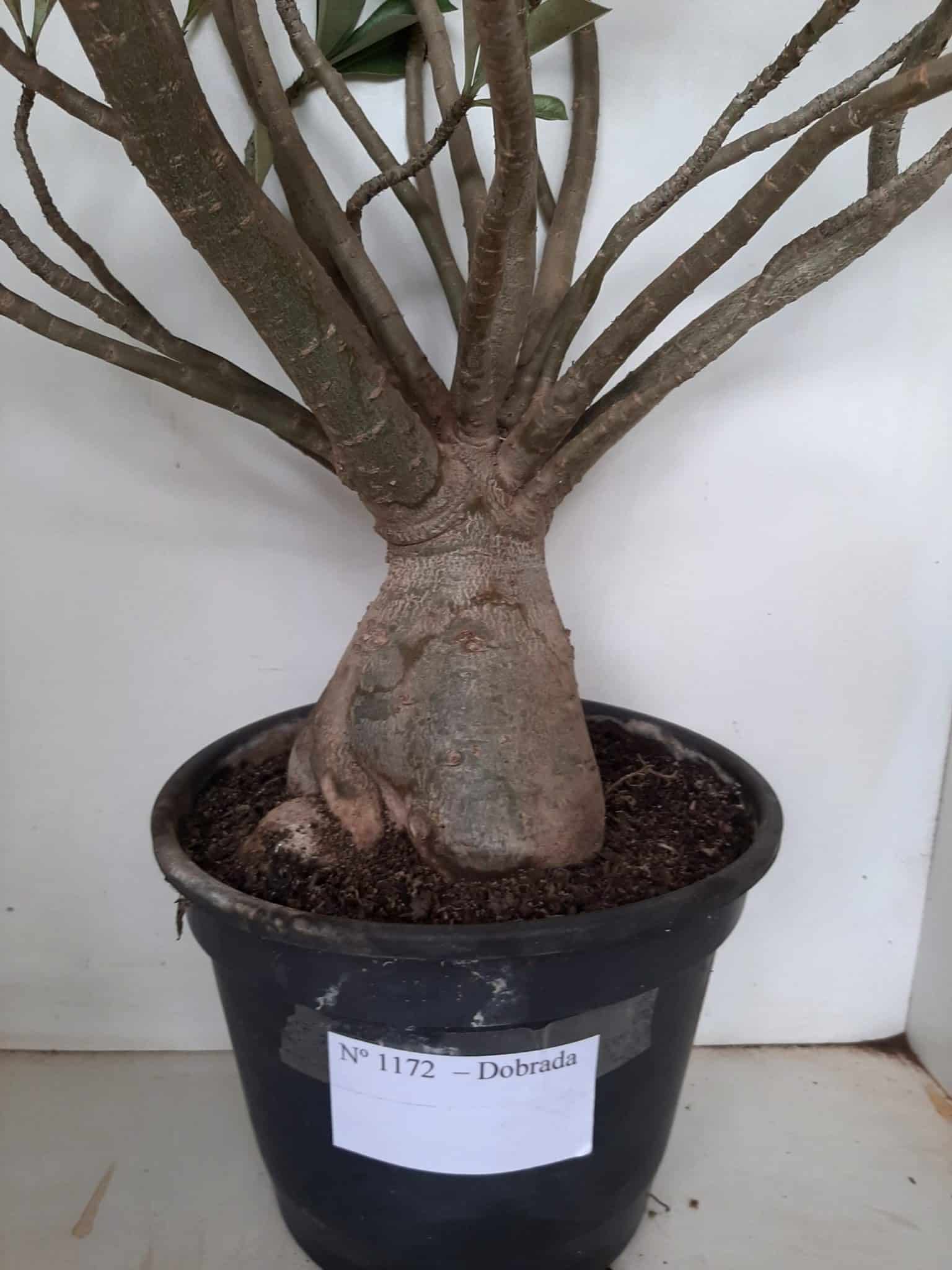 Planta Dobrada 1172 – 70cm – 06 anos