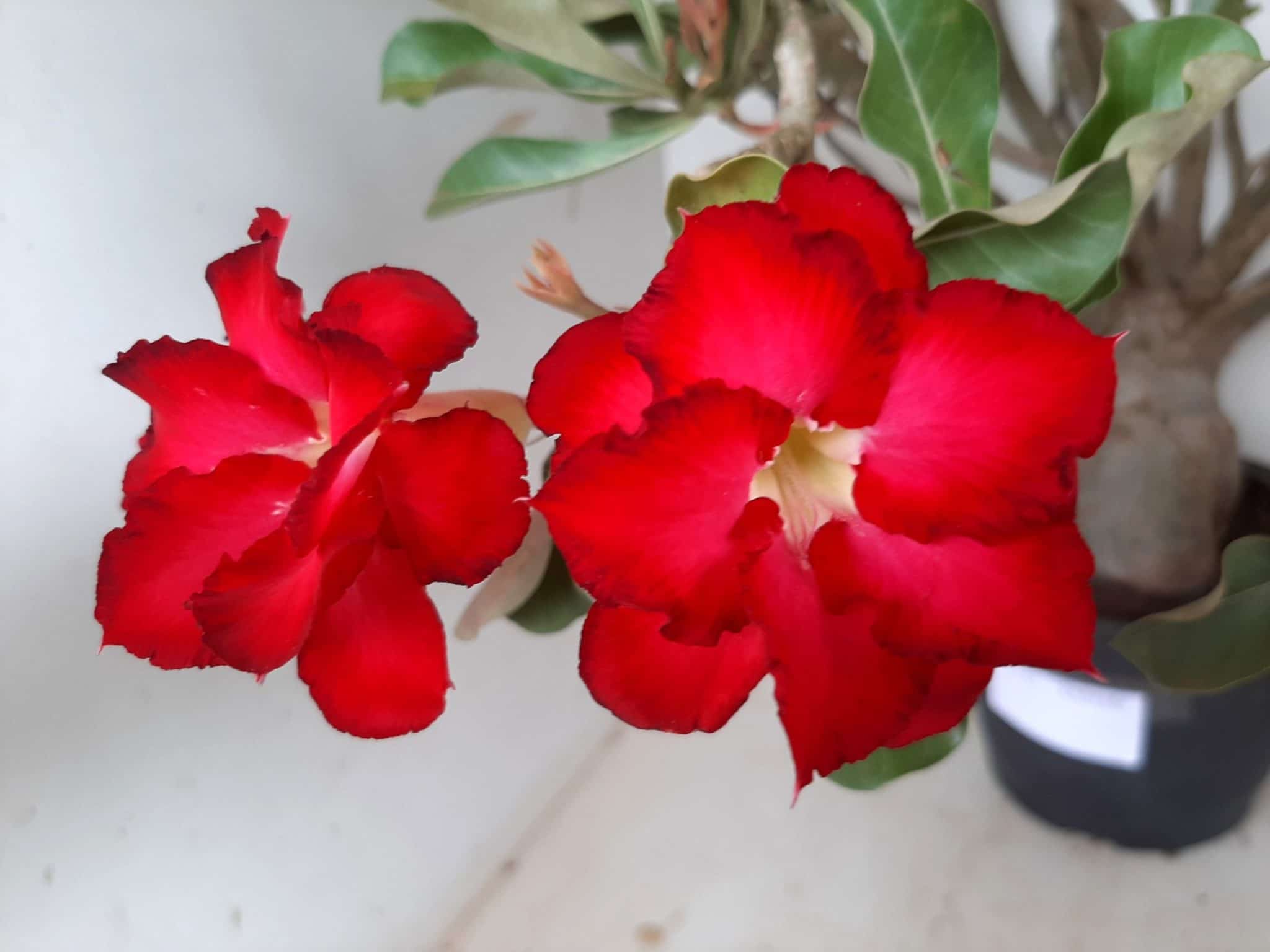 Planta Dobrada 1172 – 70cm – 06 anos