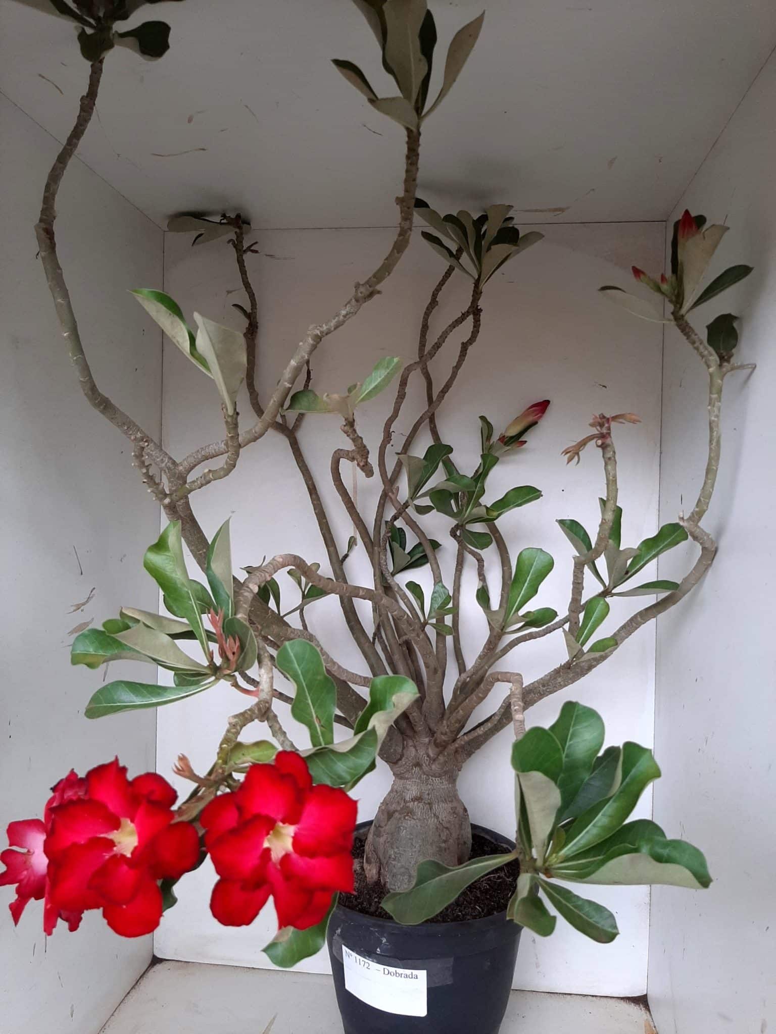 Planta Dobrada 1172 – 70cm – 06 anos