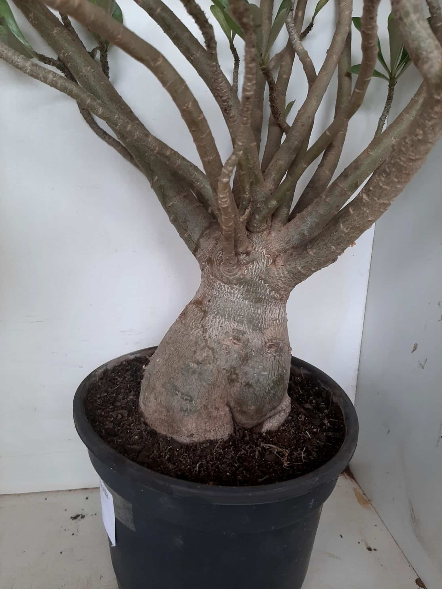 Planta Dobrada 1172 – 70cm – 06 anos