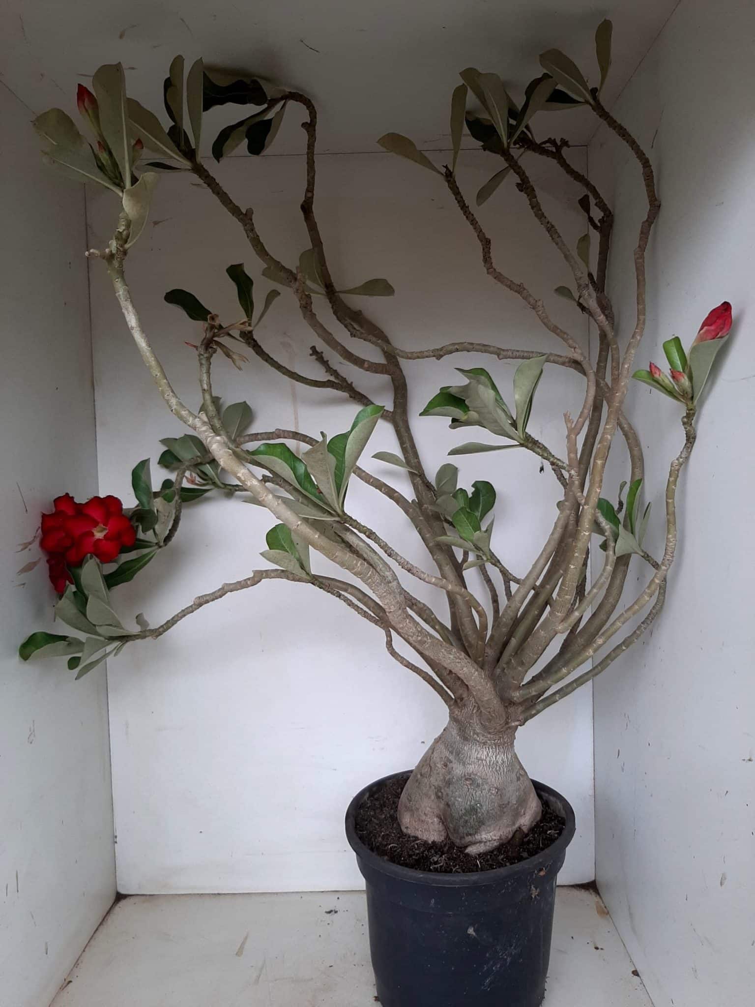 Planta Dobrada 1172 – 70cm – 06 anos