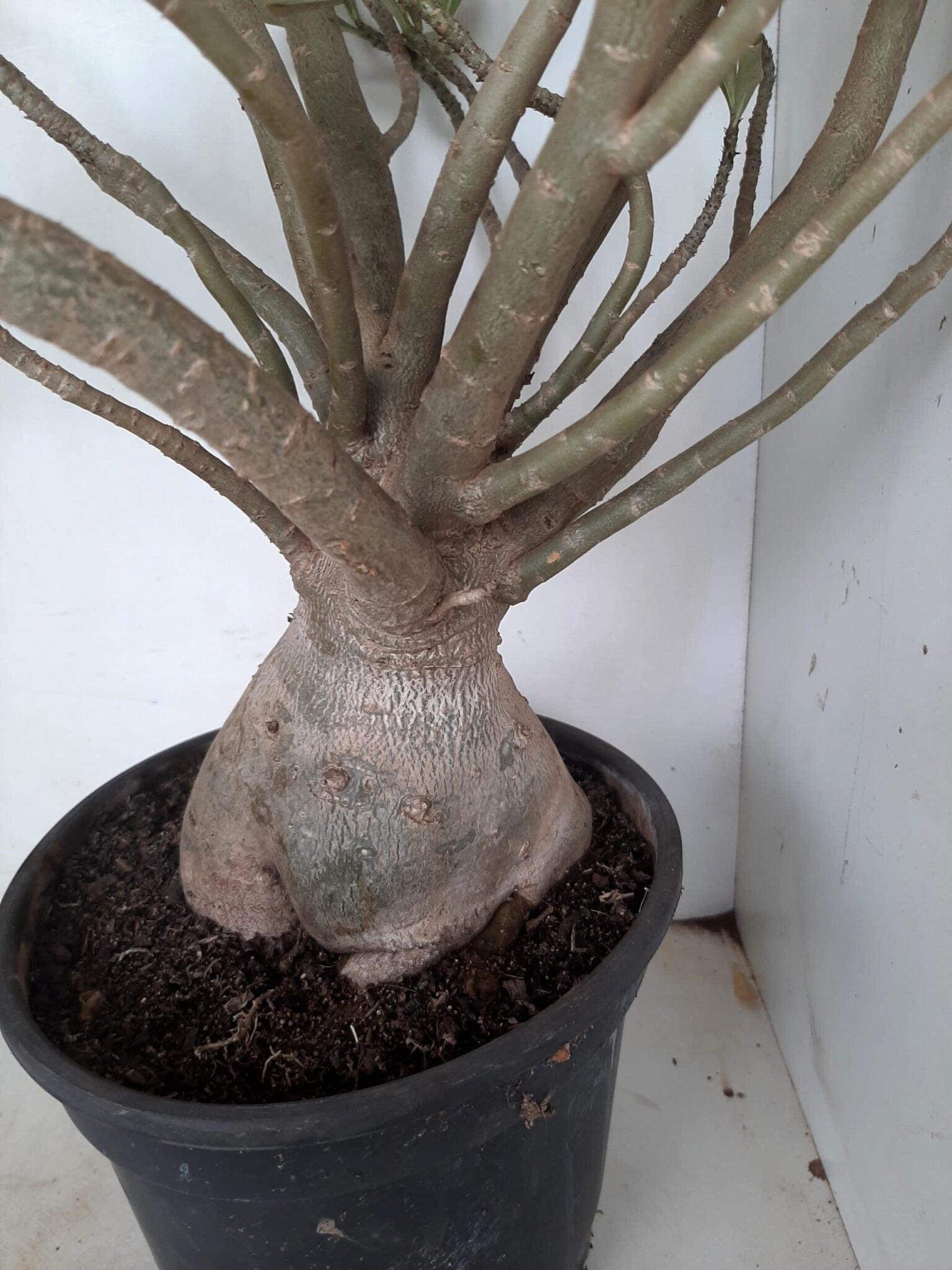 Planta Dobrada 1172 – 70cm – 06 anos