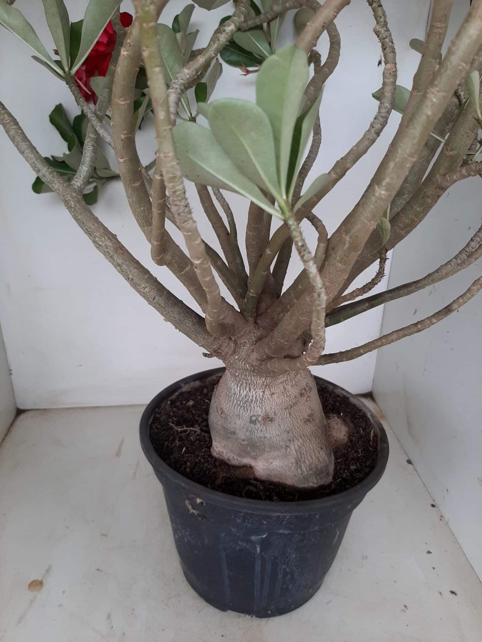 Planta Dobrada 1172 – 70cm – 06 anos