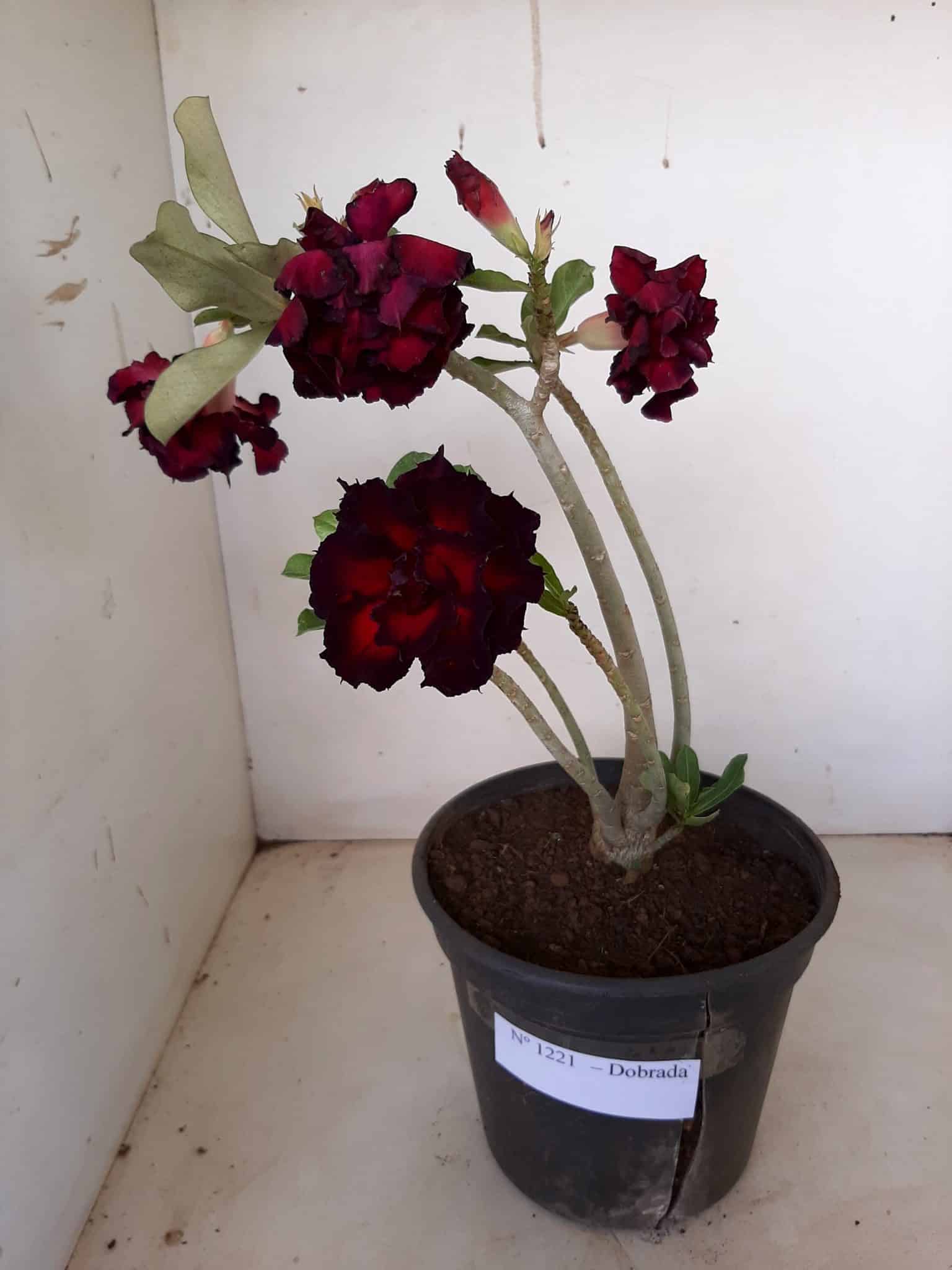 Planta Dobrada 1221 – 25cm – 02 anos