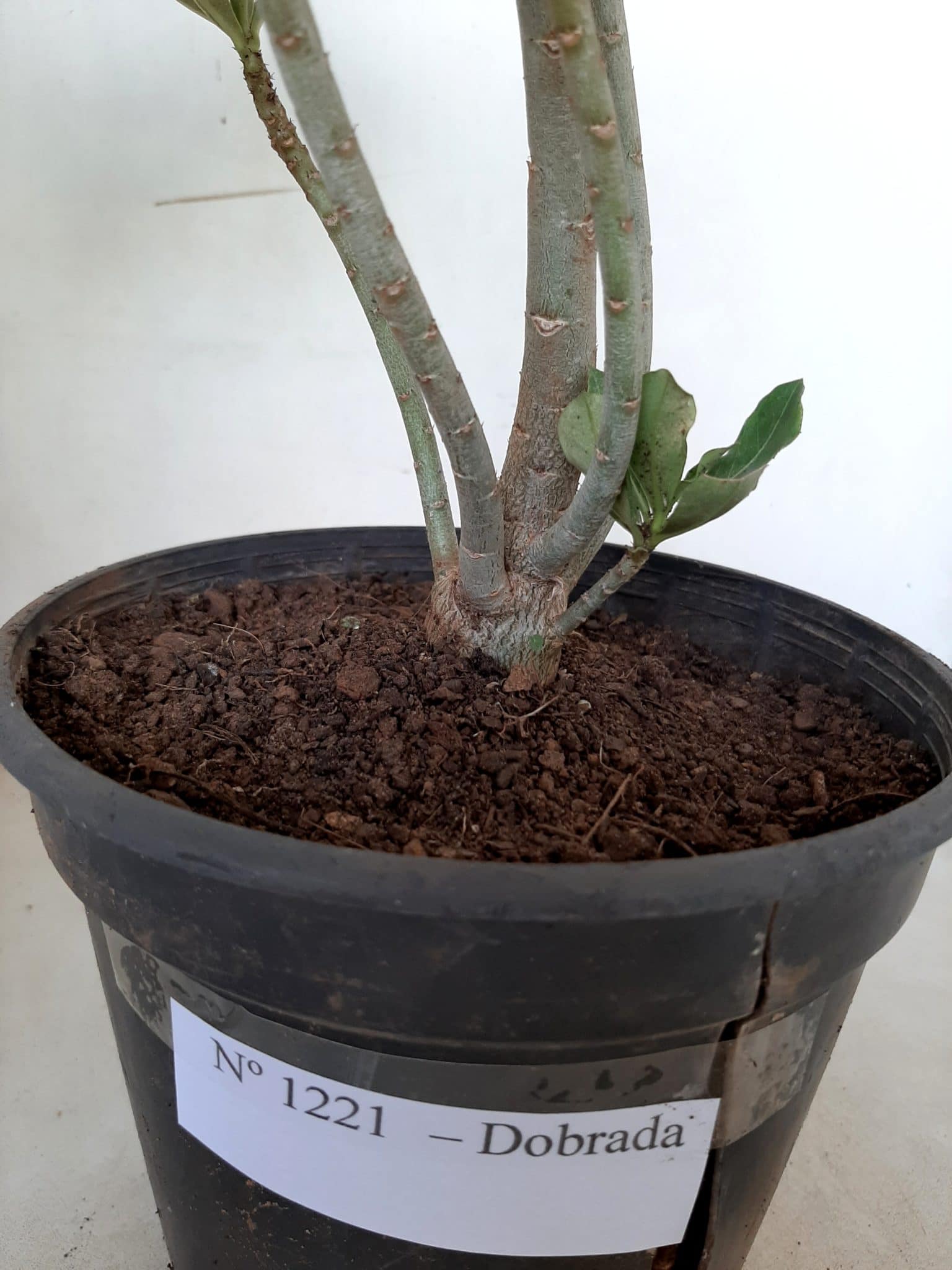 Planta Dobrada 1221 – 25cm – 02 anos