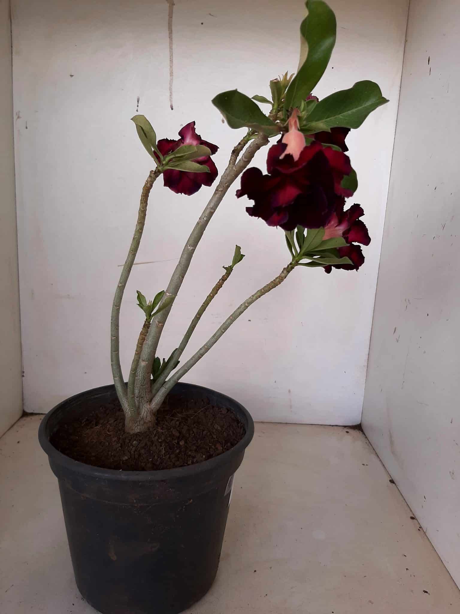Planta Dobrada 1221 – 25cm – 02 anos
