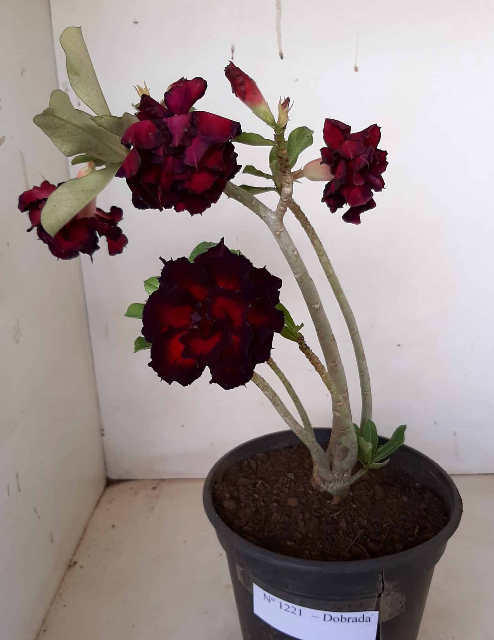 Planta Dobrada 1221 – 25cm – 02 anos