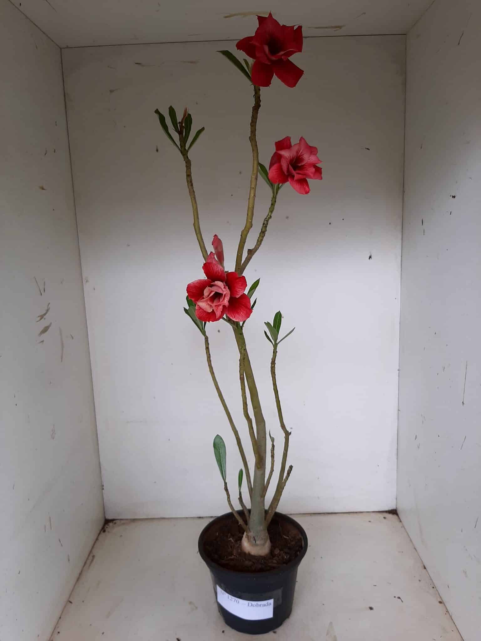 Planta Dobrada 1270 – 40cm – 03 anos