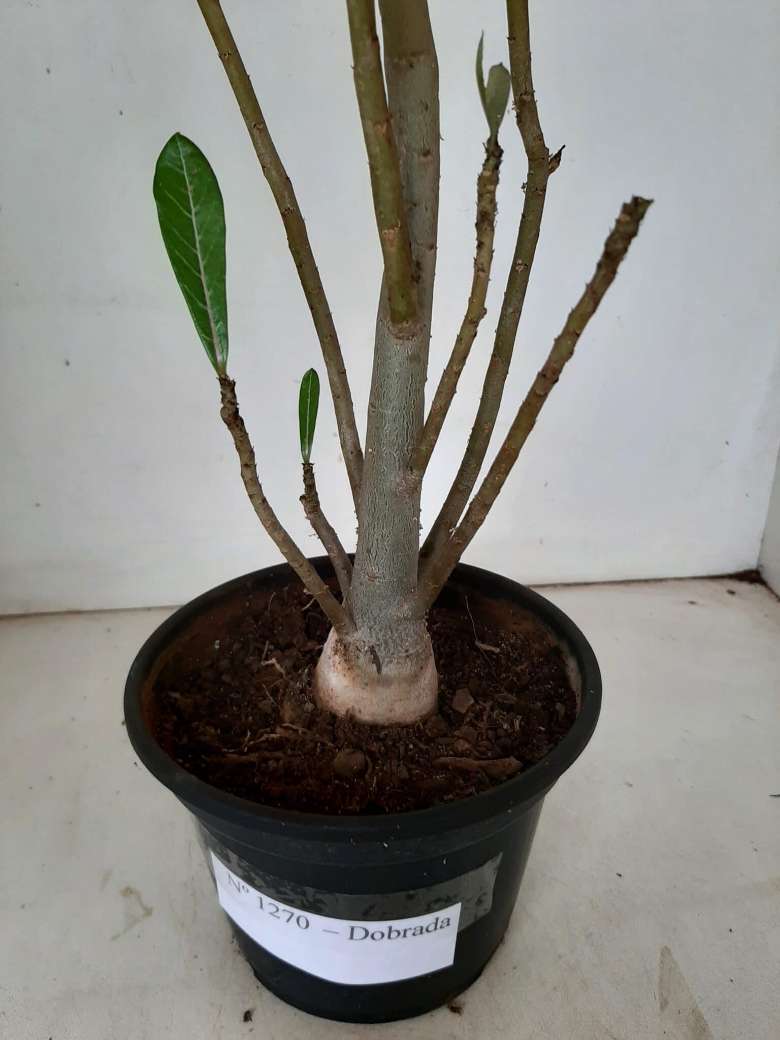 Planta Dobrada 1270 – 40cm – 03 anos