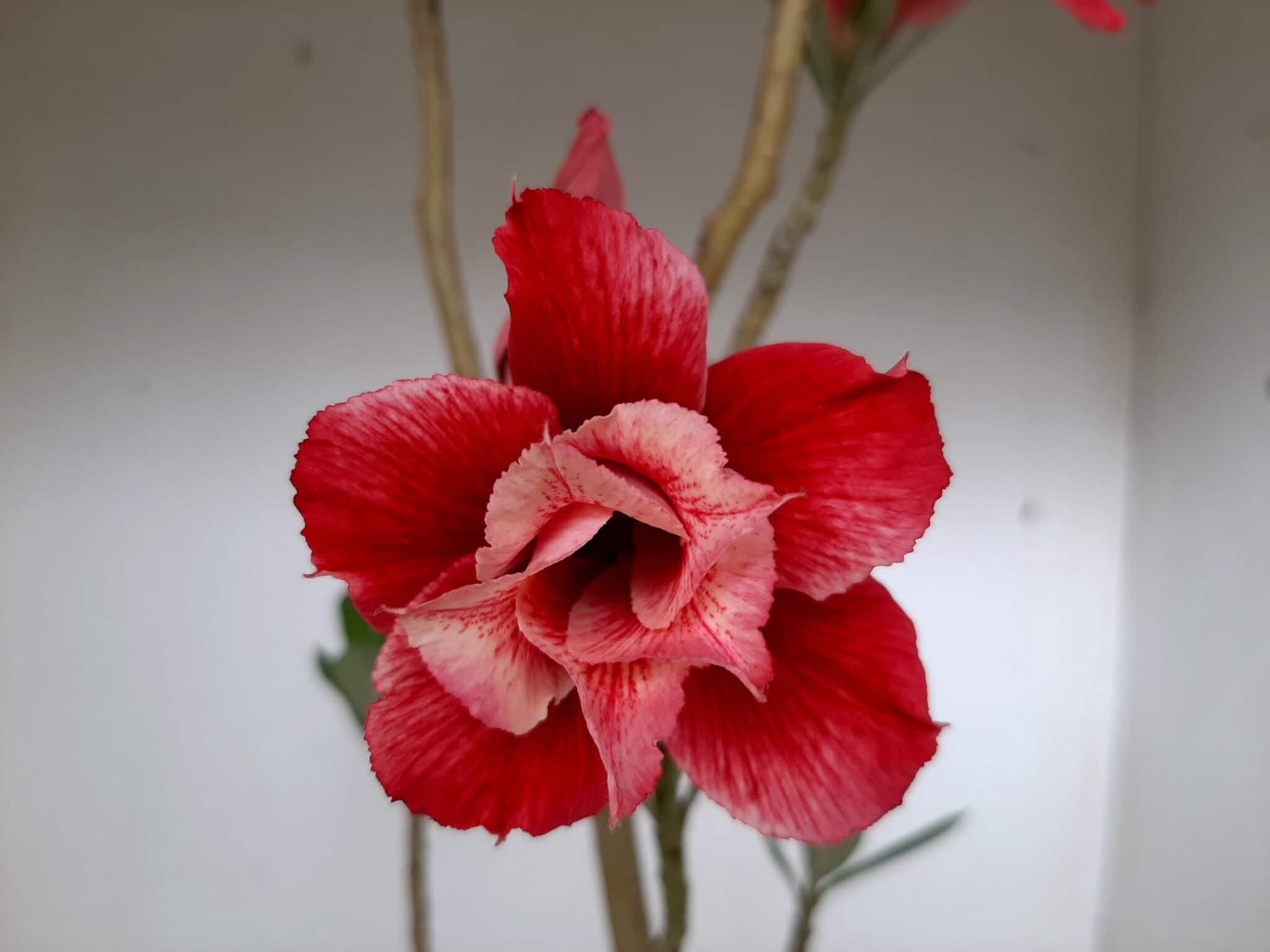 Planta Dobrada 1270 – 40cm – 03 anos