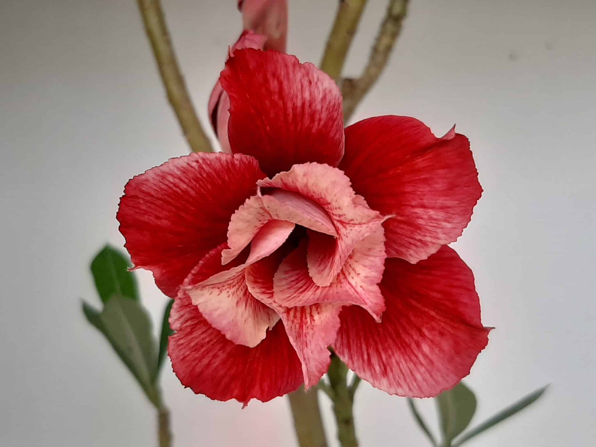 Planta Dobrada 1270 – 40cm – 03 anos