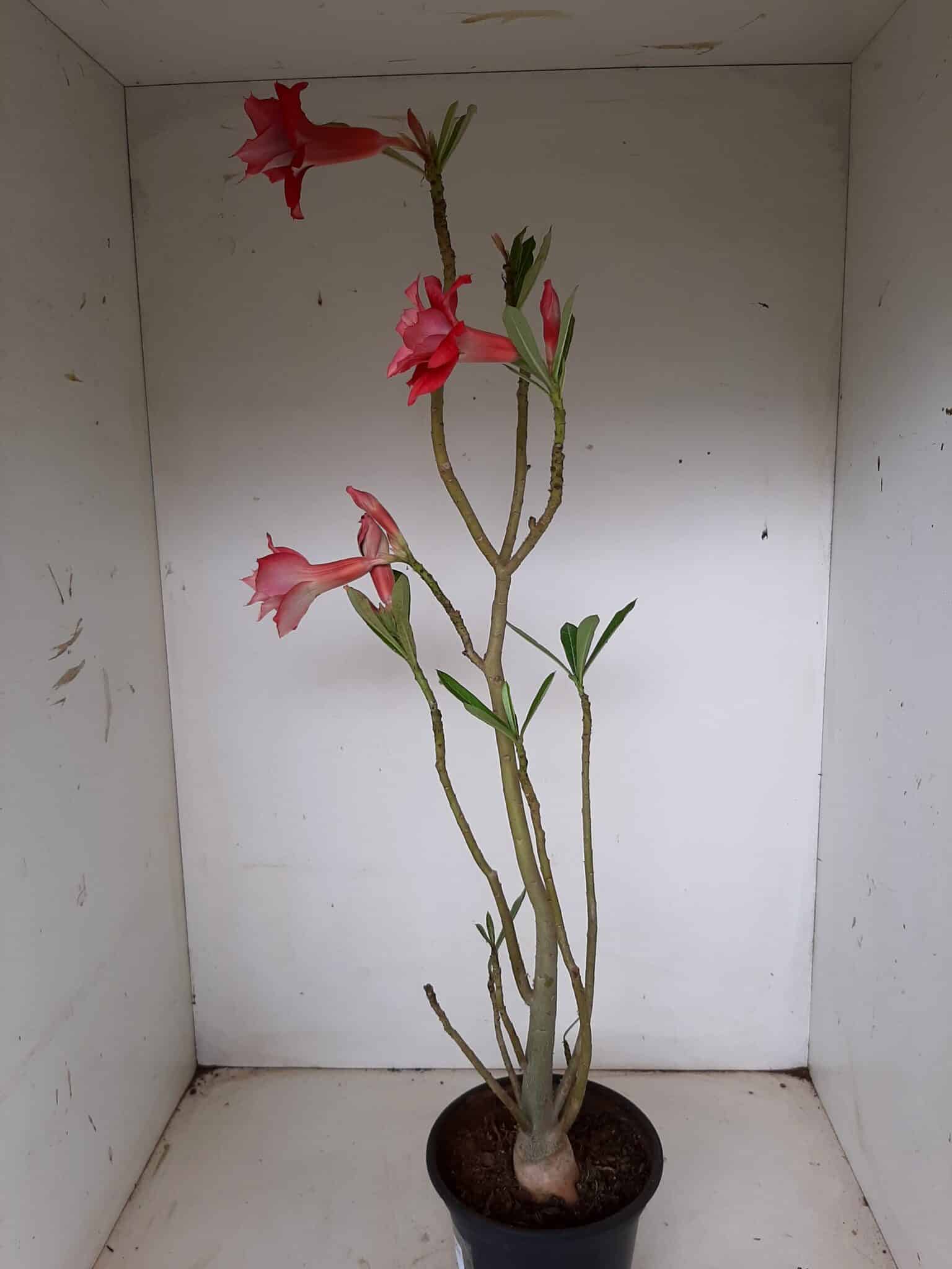 Planta Dobrada 1270 – 40cm – 03 anos
