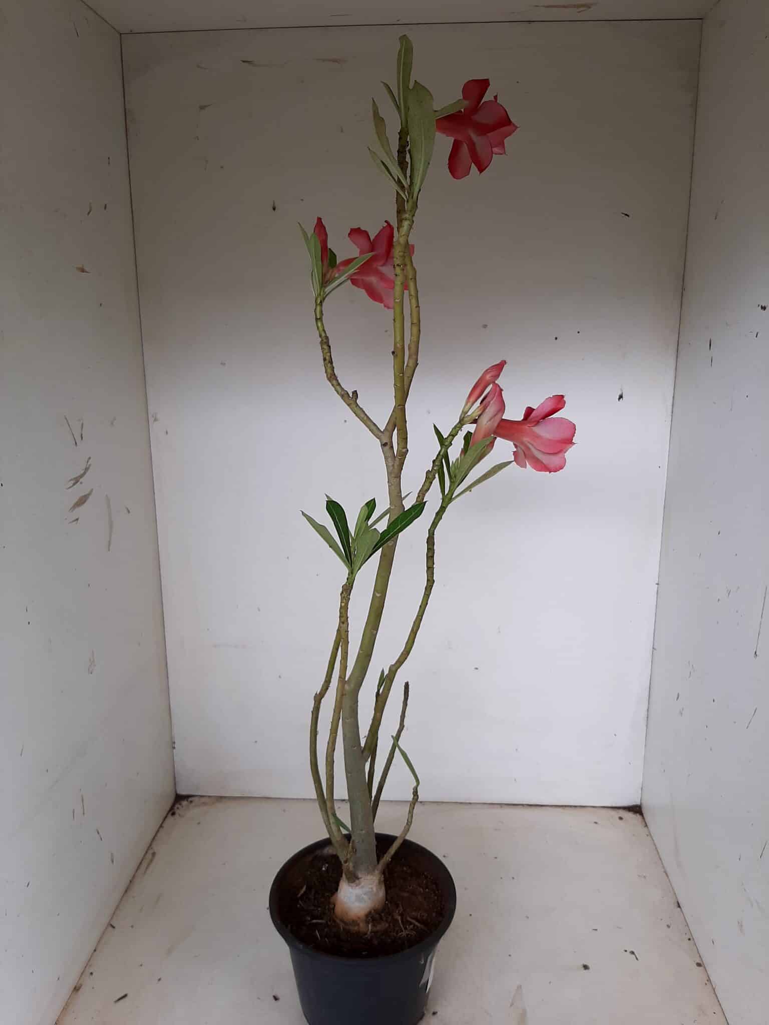 Planta Dobrada 1270 – 40cm – 03 anos