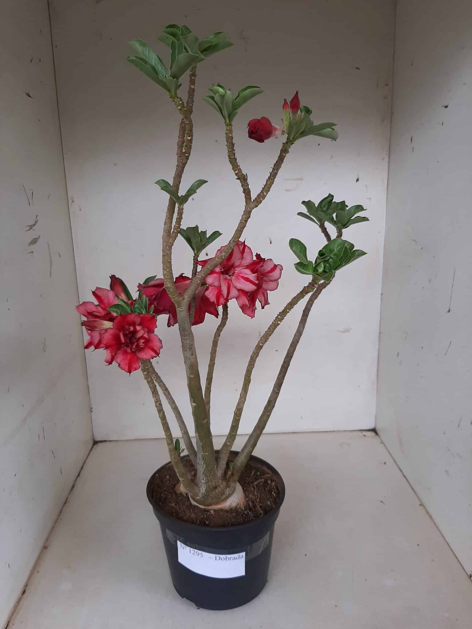 Planta Dobrada 1295 – 45cm – 04 anos