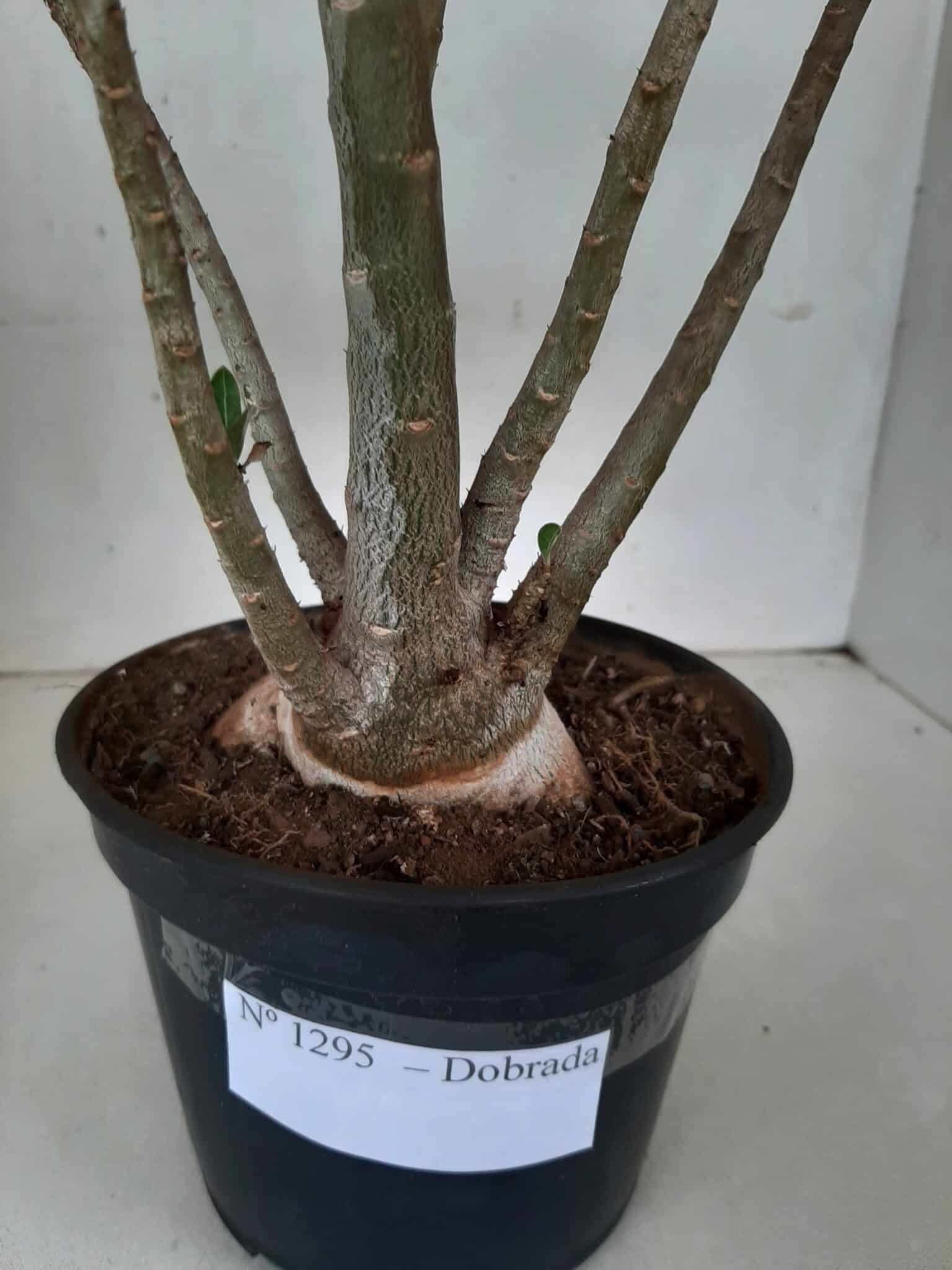 Planta Dobrada 1295 – 45cm – 04 anos