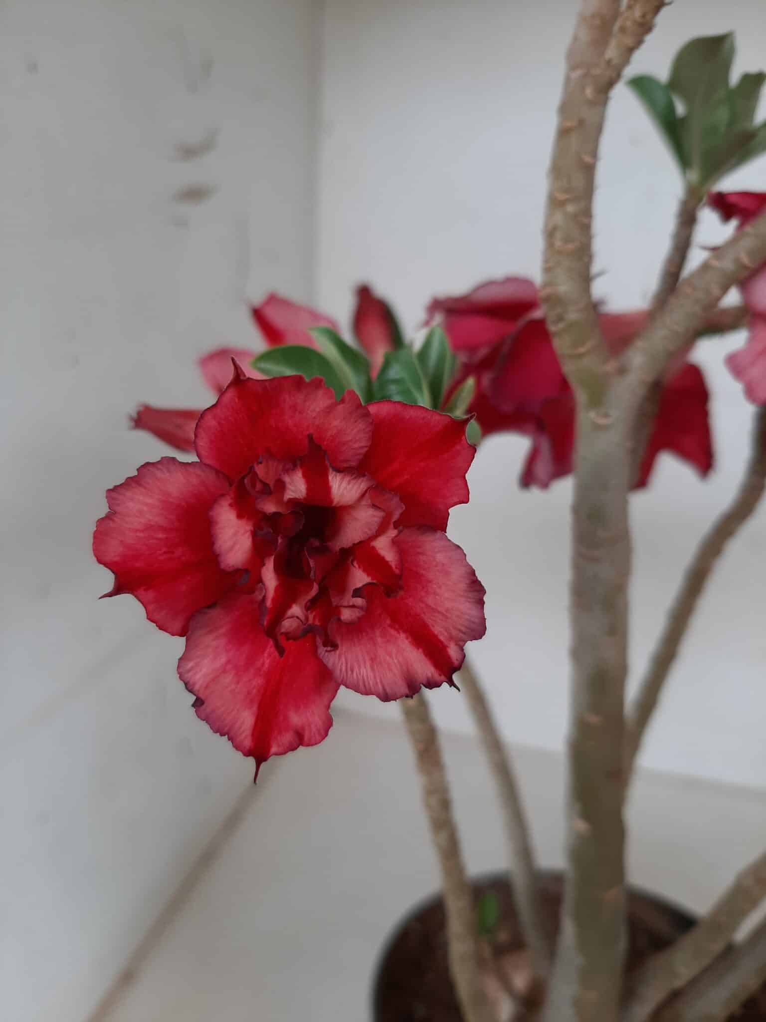 Planta Dobrada 1295 – 45cm – 04 anos
