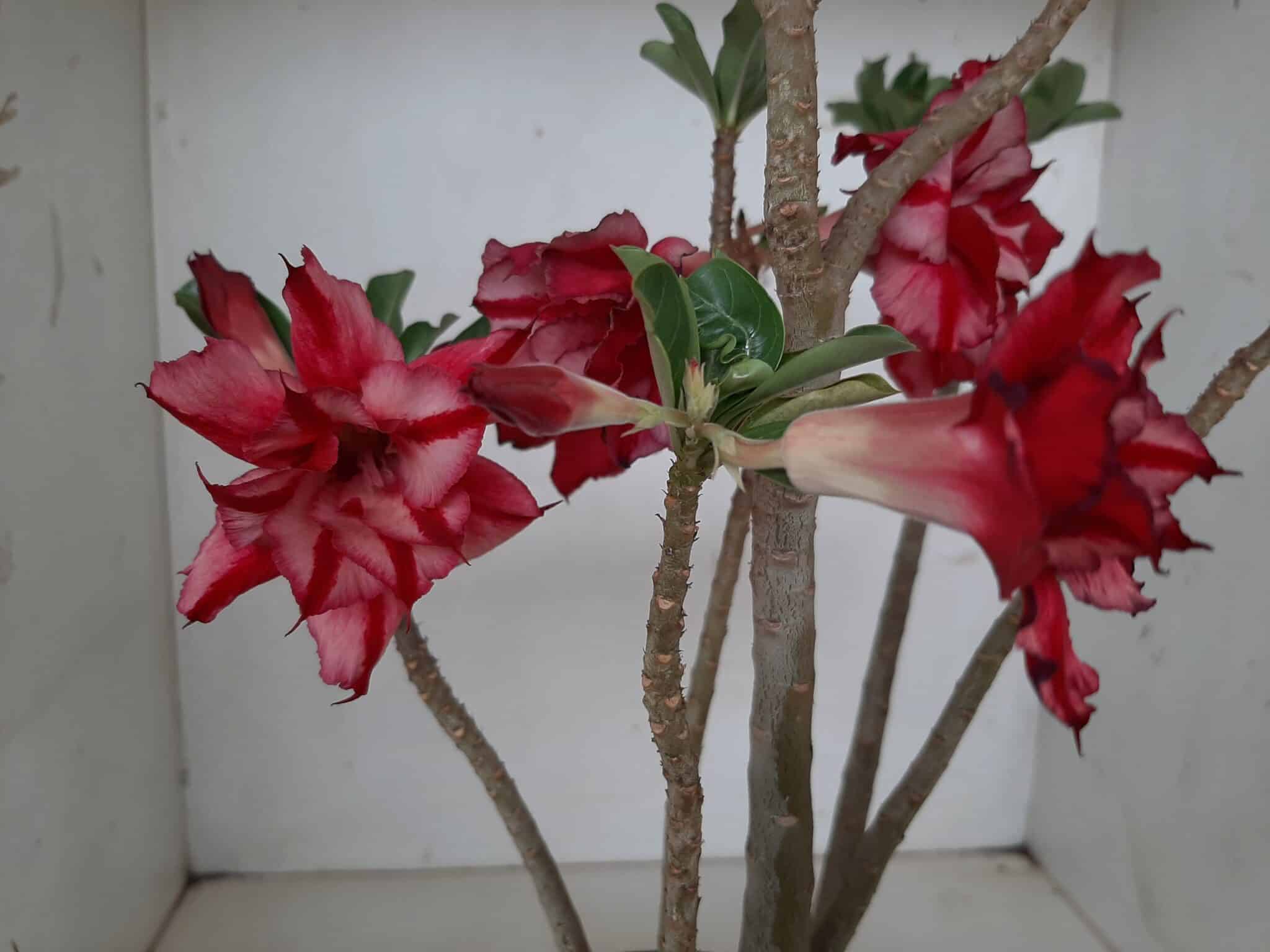 Planta Dobrada 1295 – 45cm – 04 anos