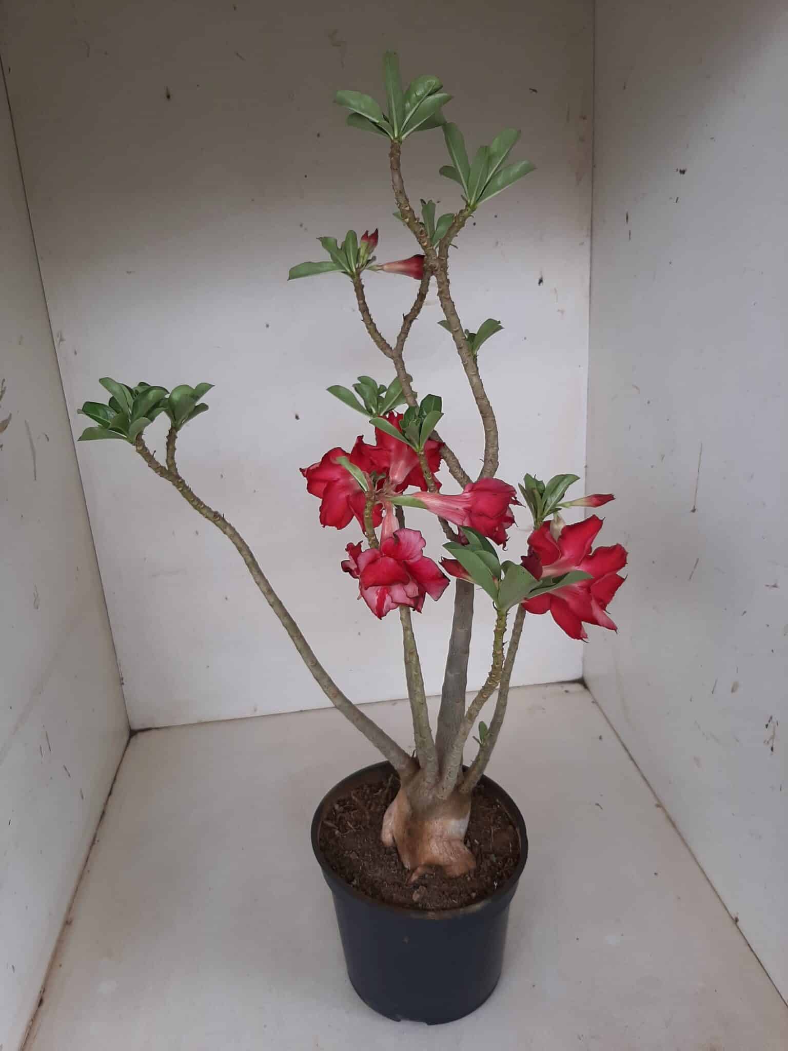 Planta Dobrada 1295 – 45cm – 04 anos