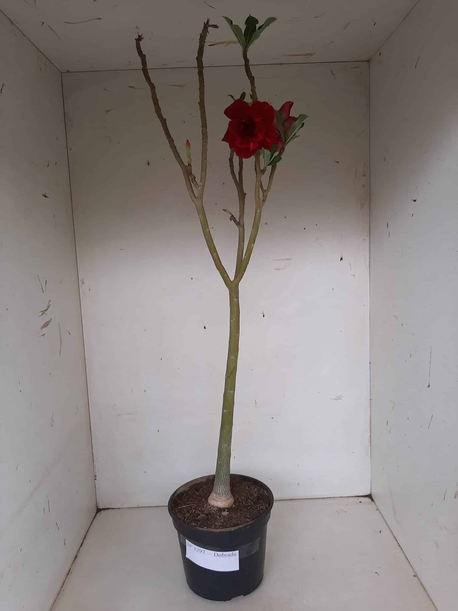 Planta Dobrada 1297 – 55cm – 03 anos
