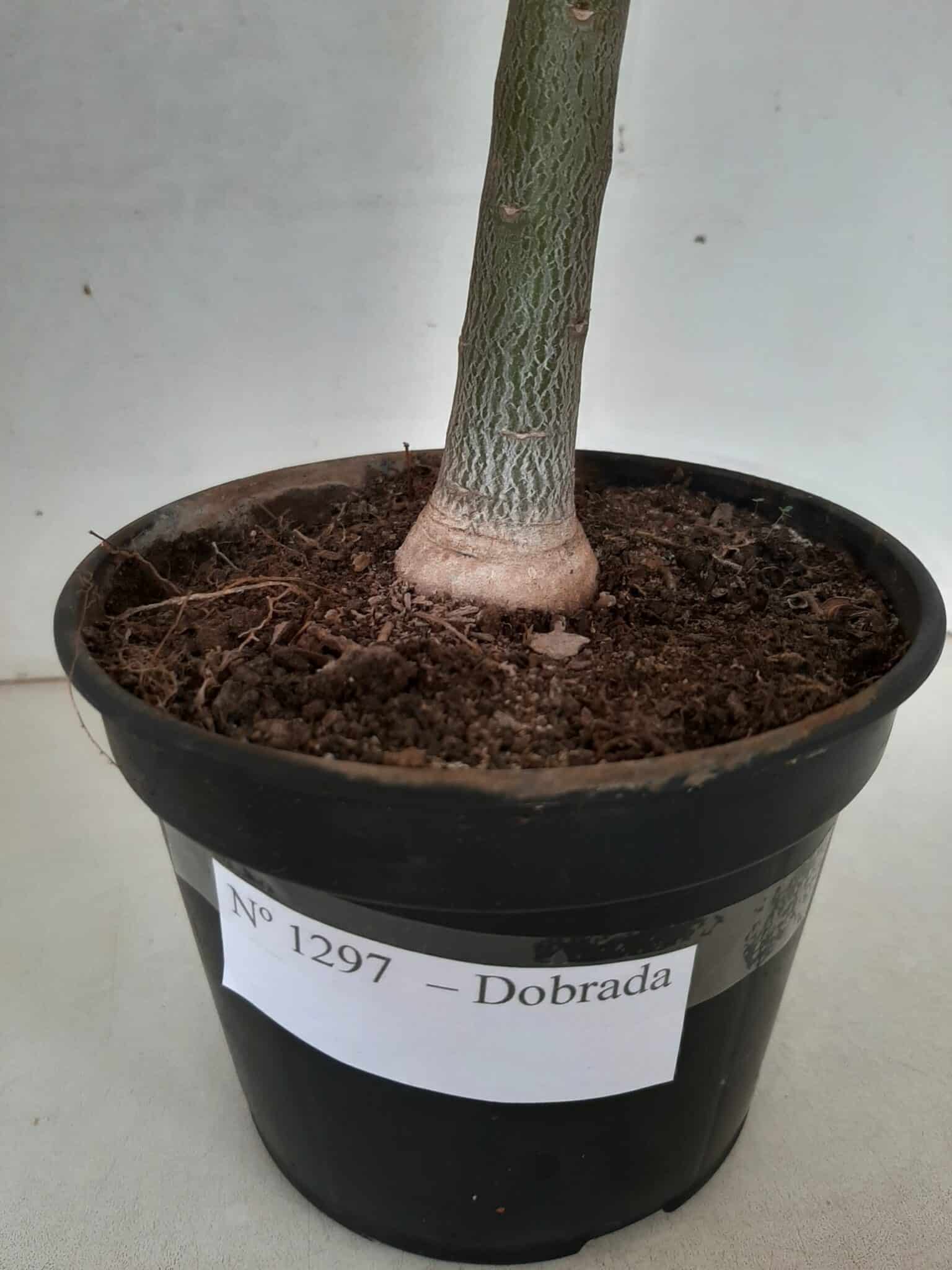 Planta Dobrada 1297 – 55cm – 03 anos